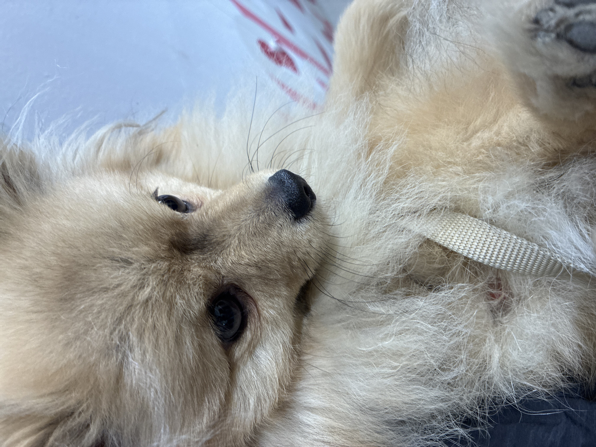 This close-up portrait, captured in Plovdiv, Bulgaria, features a small, fluffy dog, likely a Pomeranian or similar breed, lying comfortably on its back. The dog's head is angled slightly to the viewer's left, with its dark, expressive eyes gazing upwards. Its fur, predominantly a cream or light tan color, appears soft, thick, and voluminous. A wet, black nose and delicate, long whiskers are sharply in focus, highlighting the dog's features. The overall impression is one of relaxation and contentment, as the dog appears at ease in its comfortable pose.
The background is softly blurred, revealing hints of a white and red patterned fabric, suggesting an indoor setting such as a bed or blanket. On the dog's right side, partially obscured by its copious fur, a light beige fabric strap is visible. Beneath this strap, a small patch of reddish skin can be seen, which could be an area of natural skin showing through the thick fur or a minor skin irritation. The lighting suggests it is daytime, but no specific time of day or weather conditions can be determined from the image. There is no visible text. No specific visual cues for Plovdiv, Bulgaria are present within the frame itself.