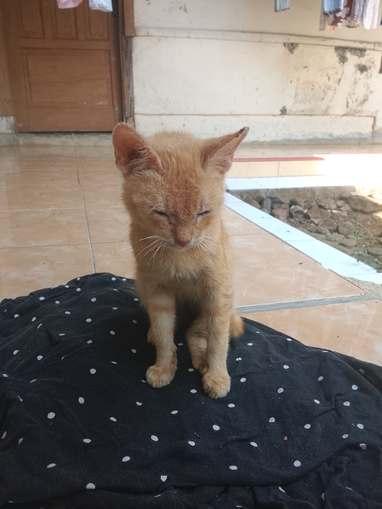 A young orange tabby kitten with closed eyes sits on a black cloth with white polka dots. The kitten's fur is slightly ruffled, and its ears are perked up. The background shows a tiled patio and a wooden door, suggesting an outdoor domestic setting. The scene is likely located in Kertahayu, Indonesia, given the visual context of common Indonesian residential architecture and outdoor spaces.