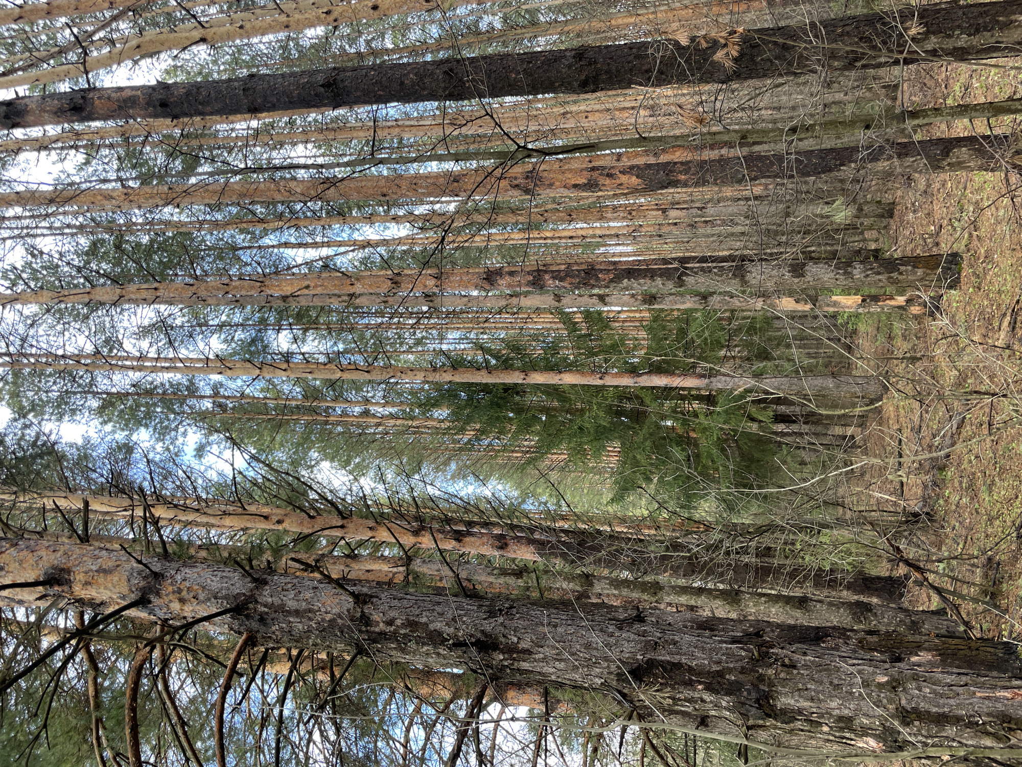 The image depicts a dense forest in Zav'yalovo, Russia, dominated by tall, slender trees. The view is oriented upward, revealing the trunks stretching towards the sky. Sparse foliage and bare branches fill the spaces between the trees, with glimpses of the sky visible in the distance. The forest floor is covered in dead leaves and undergrowth.