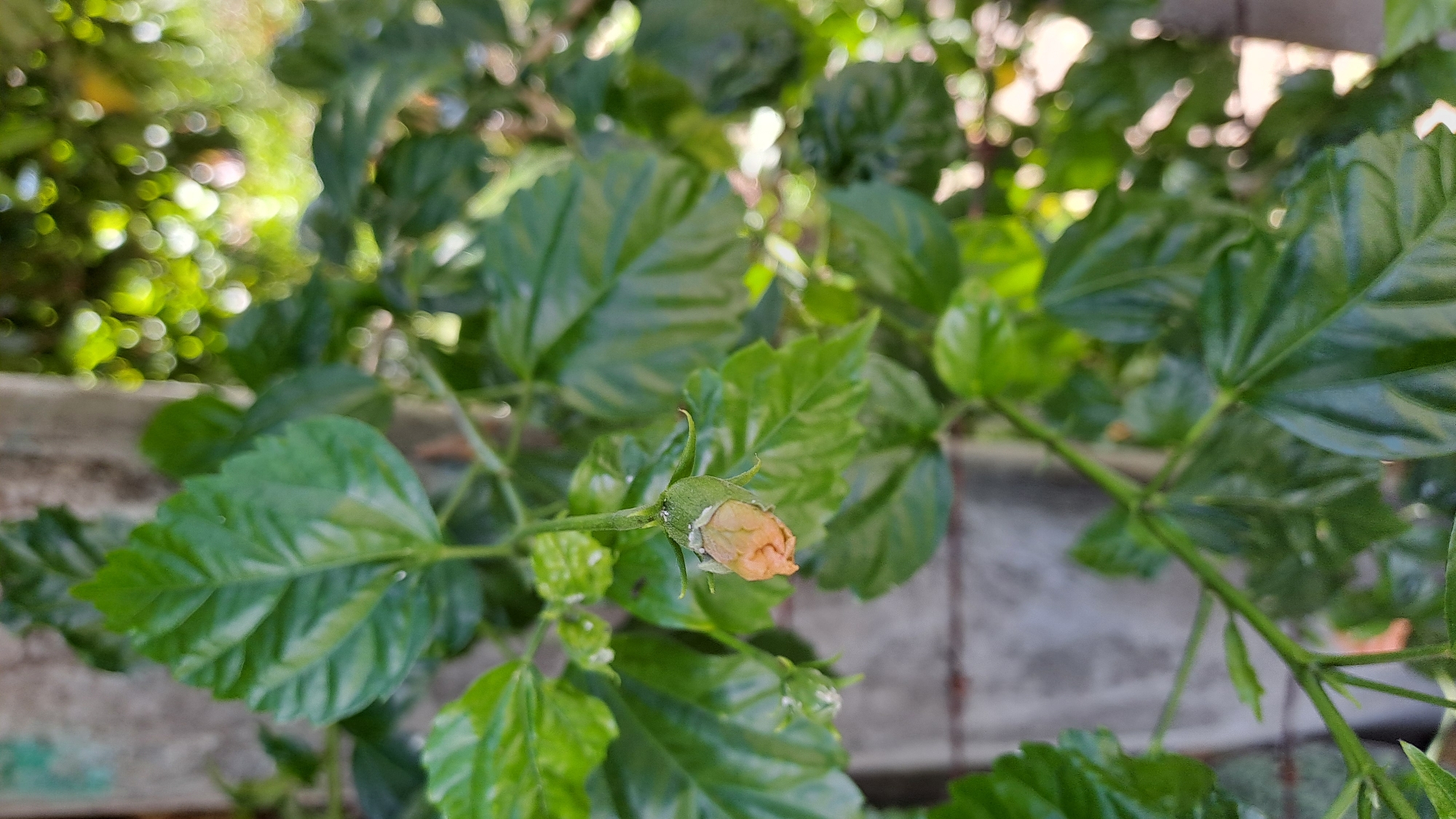 A vertical, close-up, medium shot captures a hibiscus bud, tinged with peach and white, hanging from its stem amidst lush green foliage. The bud is centrally located and slightly out of focus, while the surrounding leaves are sharply defined, showcasing their glossy texture and intricate venation. In the background, a mottled gray concrete pillar stands to the left, partially obscured by the vibrant green leaves and the soft bokeh of sunlight filtering through the canopy, creating an ethereal glow. This serene scene is set within a garden in Lhokaweawe, Indonesia, hinting at a tranquil, natural setting on a bright day.