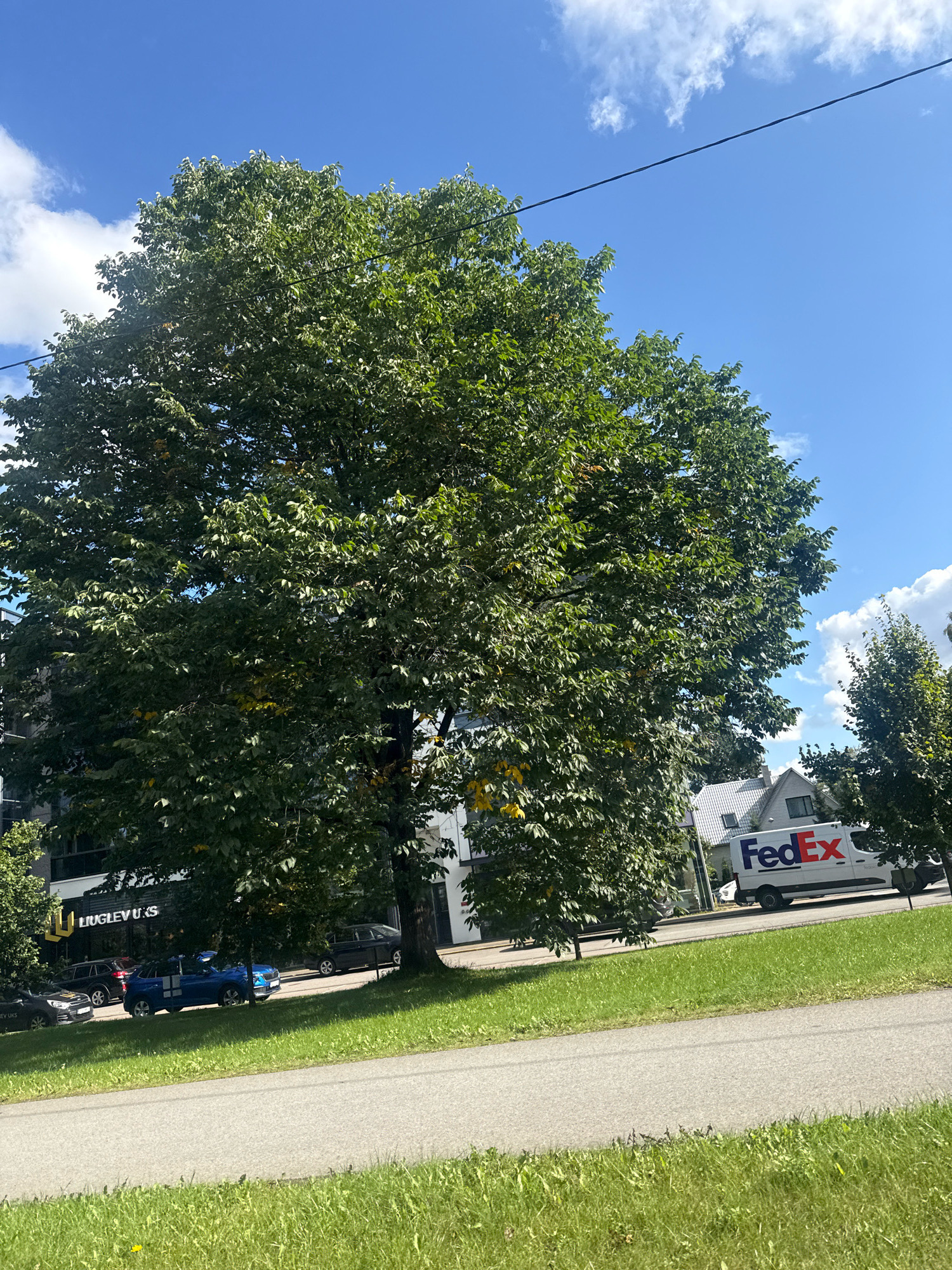 The image shows a street scene in Tallinn, Estonia, on a sunny day with a bright blue sky and scattered white clouds. A large, leafy green tree dominates the left side of the frame, casting shadows on the foreground. In the background, a white FedEx delivery van is visible driving on the right side of the street. Adjacent to the van, a white house with a grey roof is seen. Further to the left, a building with a dark facade and illuminated signage that reads "LIUGLEV US" is visible. Several cars are parked along the street. The foreground consists of a paved road and a strip of green grass.