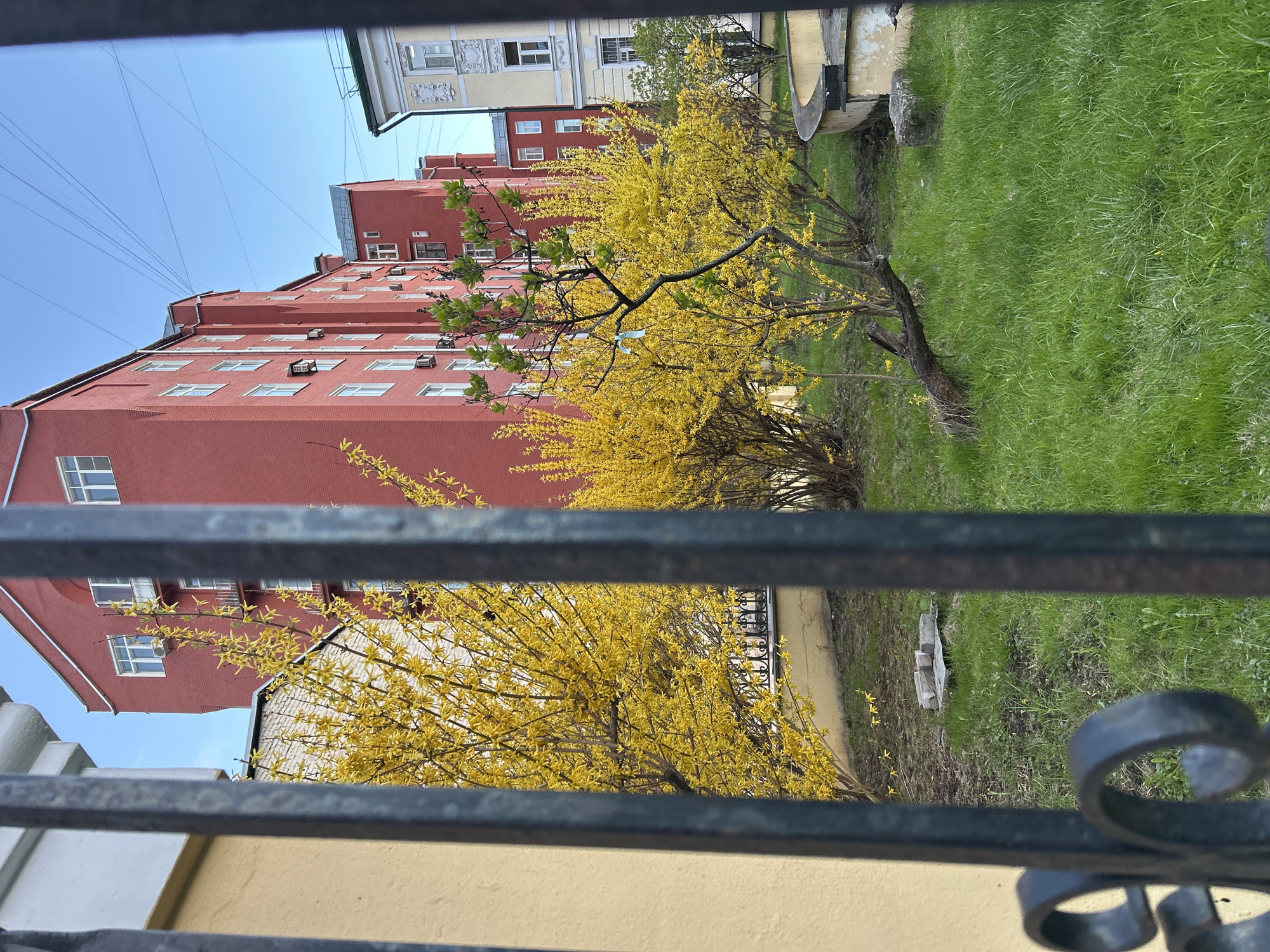 The image presents an outdoor residential or urban scene, viewed through a dark, wrought-iron fence. In the immediate foreground, a yellow or tan wall is visible at the bottom, partially obscured by the decorative black metal fence which spans horizontally across the frame.
Beyond the fence, a lush green lawn covers the ground, with some patches of soil visible. Several dense bushes, adorned with a profusion of bright yellow flowers, likely Forsythia, dominate the midground, indicating a springtime setting. One bush closer to the left also shows some emerging green leaves. A large, multi-storied red brick building stands prominently on the left and central side, featuring numerous white-framed windows, several with external air conditioning units. The building has a stepped or terraced roof design and appears to be an apartment block.
In the upper background, another lighter-colored building with ornate architectural details on its facade and roof can be seen. The sky above is a clear, bright blue, suggesting a sunny day. Multiple thin, dark power or communication lines stretch across the upper portion of the sky. No people are visible in the scene, nor is there any discernible text. The overall atmosphere is peaceful and residential, captured during bright daylight hours.