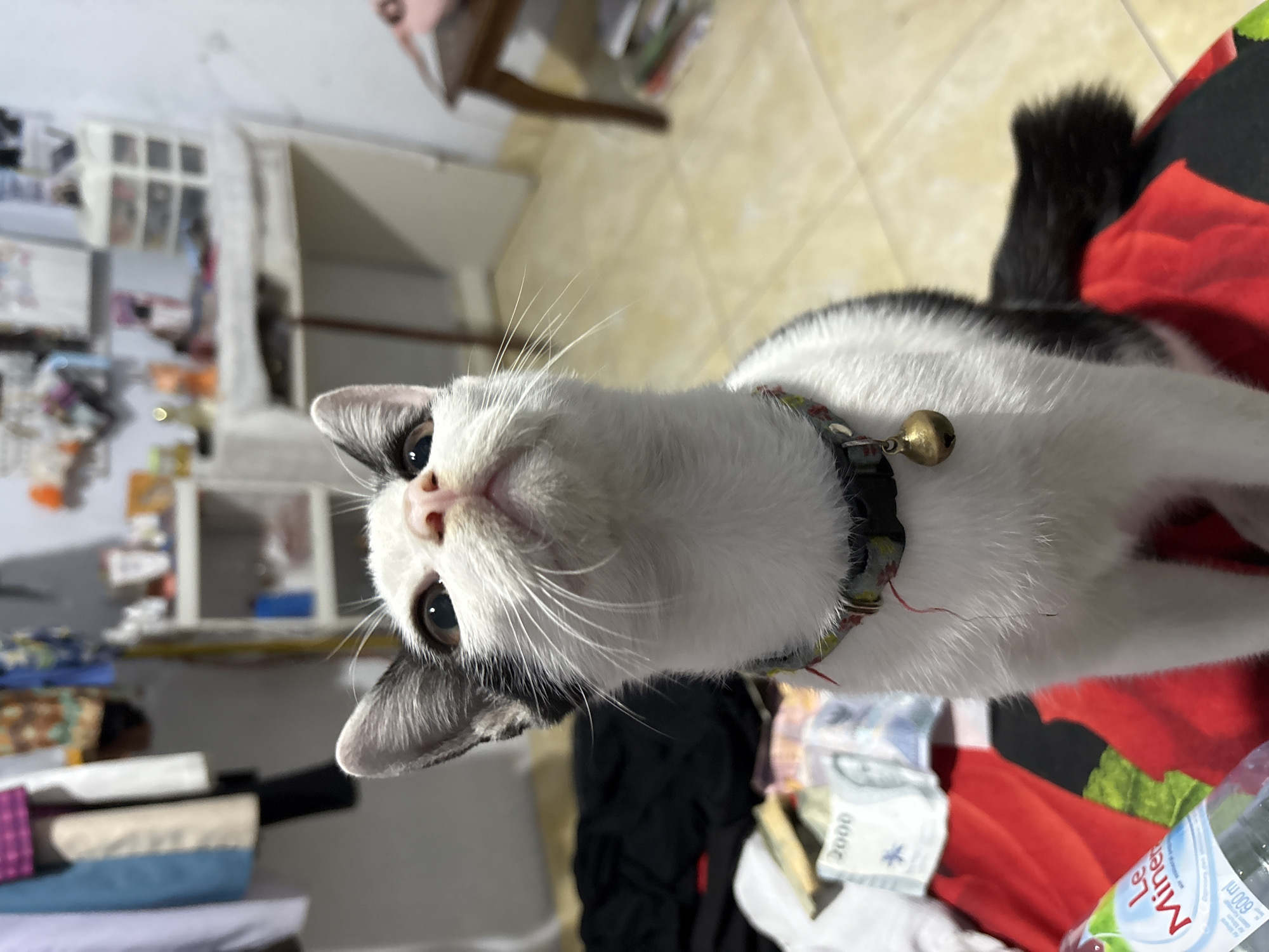 A black and white kitten sits on a red patterned blanket. The kitten is looking upwards with its mouth slightly open. The kitten is wearing a collar with a bell. In the background, there are clothes hanging on a rack, shelves with various items, and a desk. A bottle of Le Minerale water is visible in the foreground. The floor is tiled. The scene appears to be in a residential setting in Gadingrejo, Indonesia.