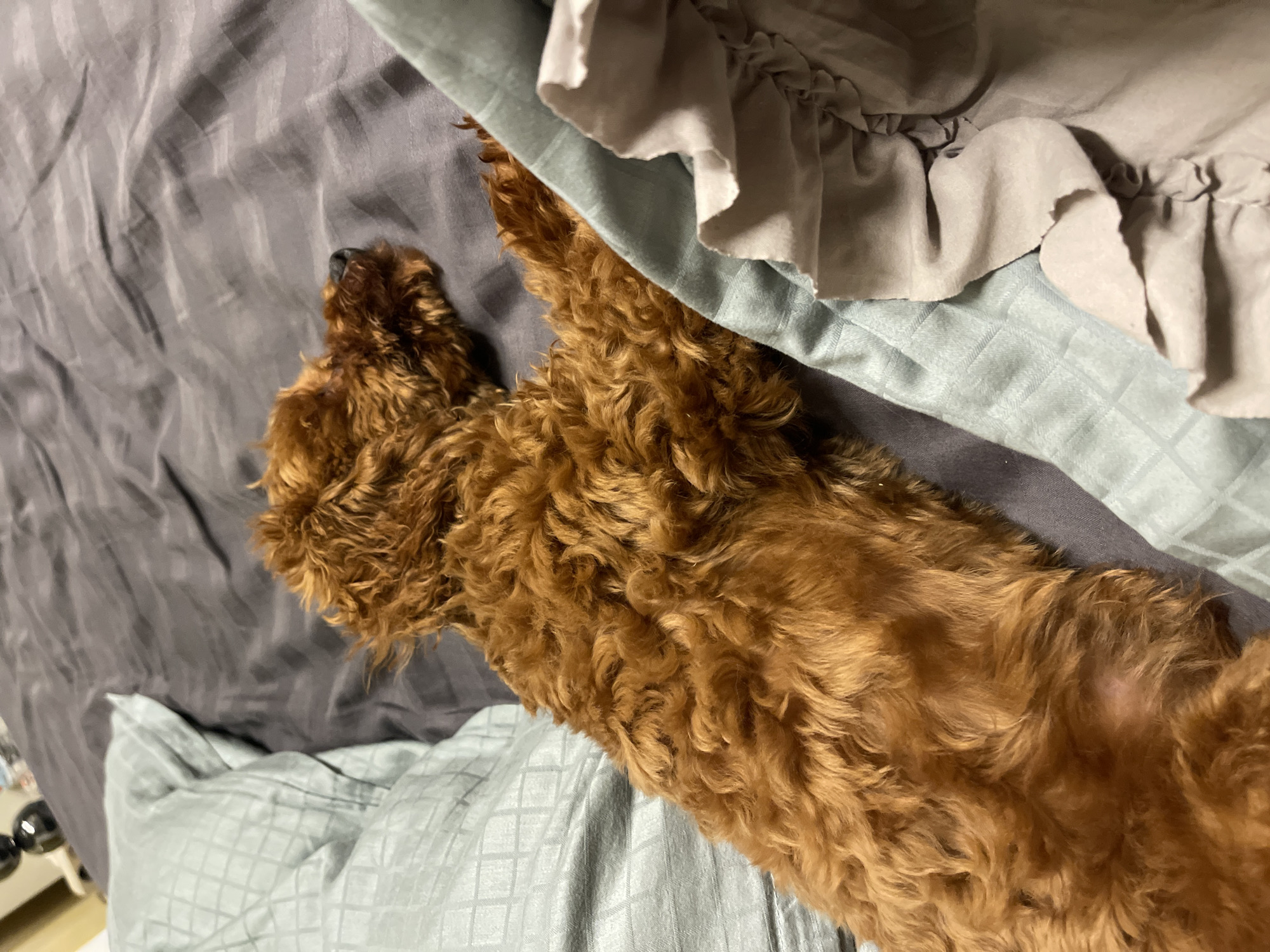 A reddish-brown, curly-haired dog is the central subject of this close-up image, depicted lying comfortably on a bed. The dog's fur is dense and appears to be a medium-sized breed like a doodle. It is stretched out on its side, with its head barely visible at the upper left, showing only a glimpse of its dark snout and a small portion of its face. In one of the cropped views, a small, lighter patch of skin is visible on the dog's flank, possibly an area with thinner fur or a shaved spot.
The setting is a bed covered in various types of bedding. A dark grey sheet with subtle vertical stripes forms the base layer, visible beneath and around the dog. Overlapping this, particularly on the right side of the frame, is a light blue sheet or duvet cover featuring a delicate grid or diamond pattern. Additionally, a light grey fabric with a ruffled edge, possibly a pillowcase or decorative throw, is draped over the top right section of the bedding.
The overall impression is one of a peaceful, domestic scene, likely indoors. The dog appears relaxed and settled. No specific time of day or external location cues for Sofia, Bulgaria are discernible from the image. There is no visible text.