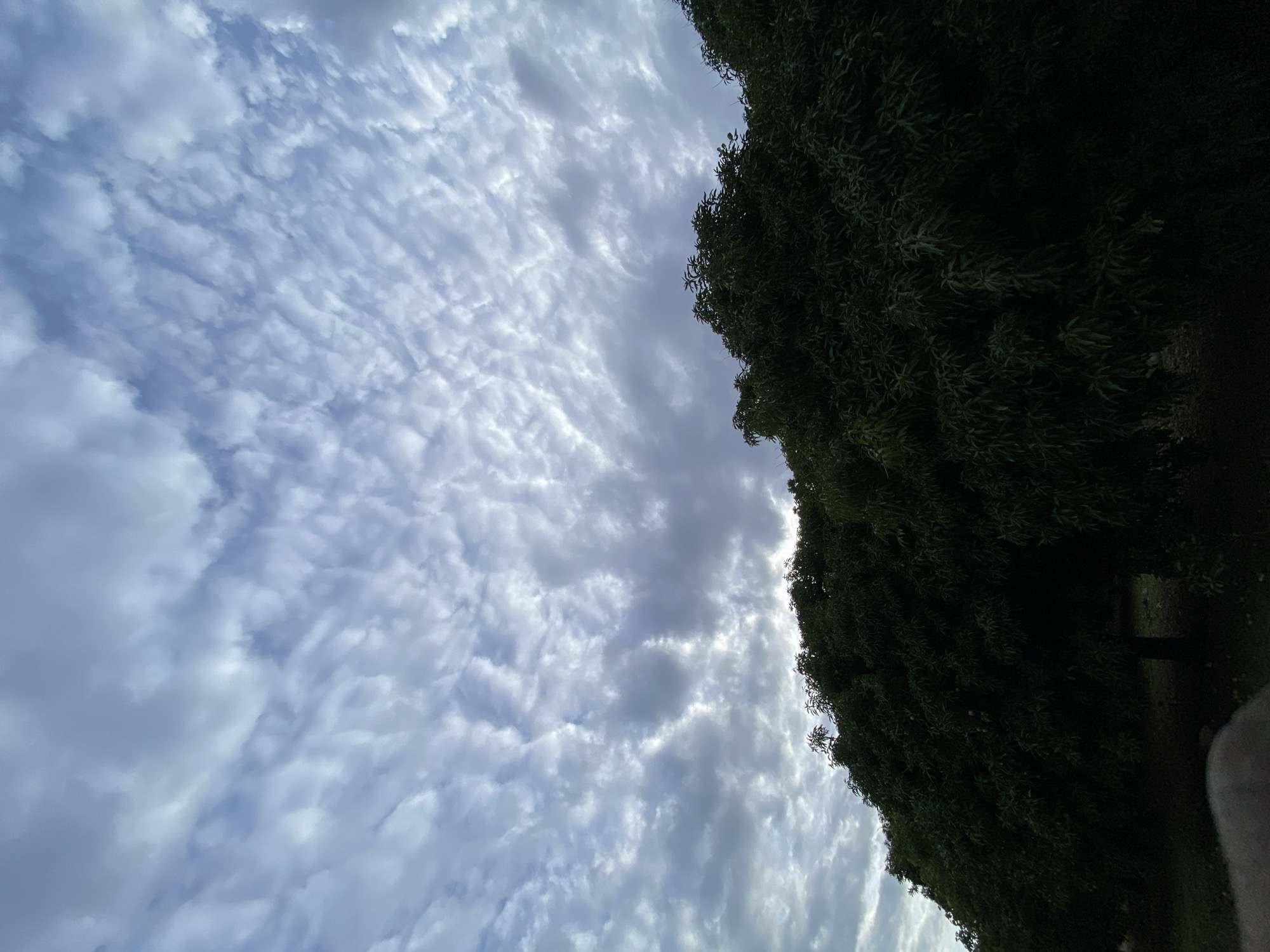 The image depicts an outdoor scene in Gura Top, Nigeria, primarily featuring a sky filled with patterned clouds above a dense tree line. The upper two-thirds of the frame are occupied by a large expanse of textured altocumulus clouds, appearing in shades of white and grey, with some brighter areas indicating diffused light. The clouds exhibit a somewhat rippled or undulating formation. The lower third of the image is dominated by a dark, dense canopy of trees, rendering individual leaves and branches indistinct due to low light conditions. The tops of the trees form an undulating horizon line against the sky. No individuals, man-made objects, or specific actions are discernible within the frame. The overall lighting is dim and diffused, consistent with an overcast sky or early morning/late evening light.
