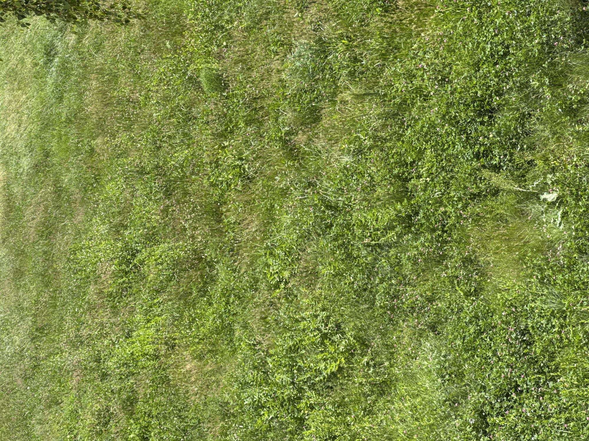 This is a top-down, full-frame aerial photograph of a lush, green field with varied vegetation. The scene is dominated by a dense covering of grass and small-leaved plants, interspersed with taller, more feathery grasses. In the upper left corner, a few darker green leaves and branches suggest the presence of trees or shrubs casting shadows onto the field. The overall impression is one of natural, untamed growth. The lighting suggests it is daytime, with some dappled sunlight illuminating patches of the field, creating variations in brightness and hue. There are no visible people, objects, text, or discernible human activity. The location context indicates the setting is within the Yarominski Sel'ski Sovet, Belarus, a rural area. The image is characterized by its textured green and brown tones, highlighting the diversity of plant life within the field.