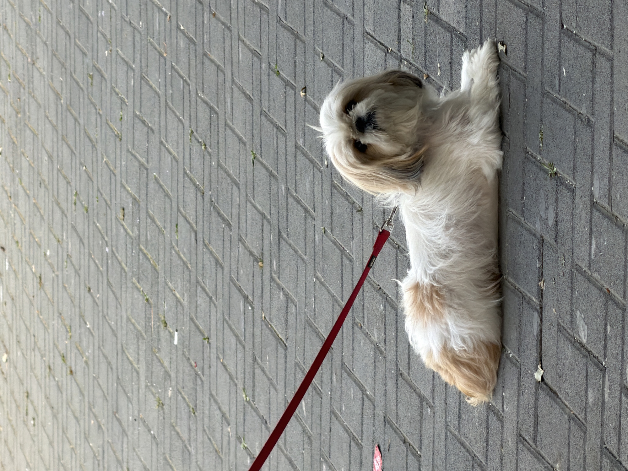 A medium shot depicts a small, fluffy, Shih Tzu dog with a red leash, standing on a paved walkway. The paving is gray with a patterned design. The setting appears to be an outdoor space in an urban environment, likely in Tel Aviv, Israel, though there is no specific evidence in the image that indicates that location. The dog is facing the camera with its head slightly tilted. The focus is predominantly on the dog, and the paved walkway fills the background.