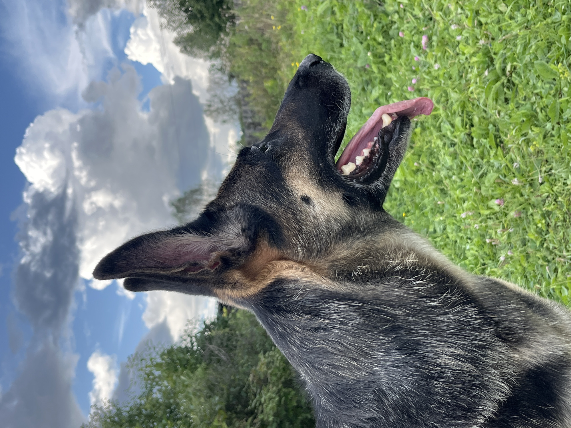 A German Shepherd dog is shown in profile, panting with its tongue hanging out, in a field of green grass with scattered pink and yellow wildflowers. The dog's fur is predominantly black and grey with tan markings on its face and ears. In the background, there are trees and a cloudy sky with patches of blue. The image appears to have been taken outdoors in a natural setting. There is no indication of the city of Nizhny Tagil, Russia, in the image itself.
