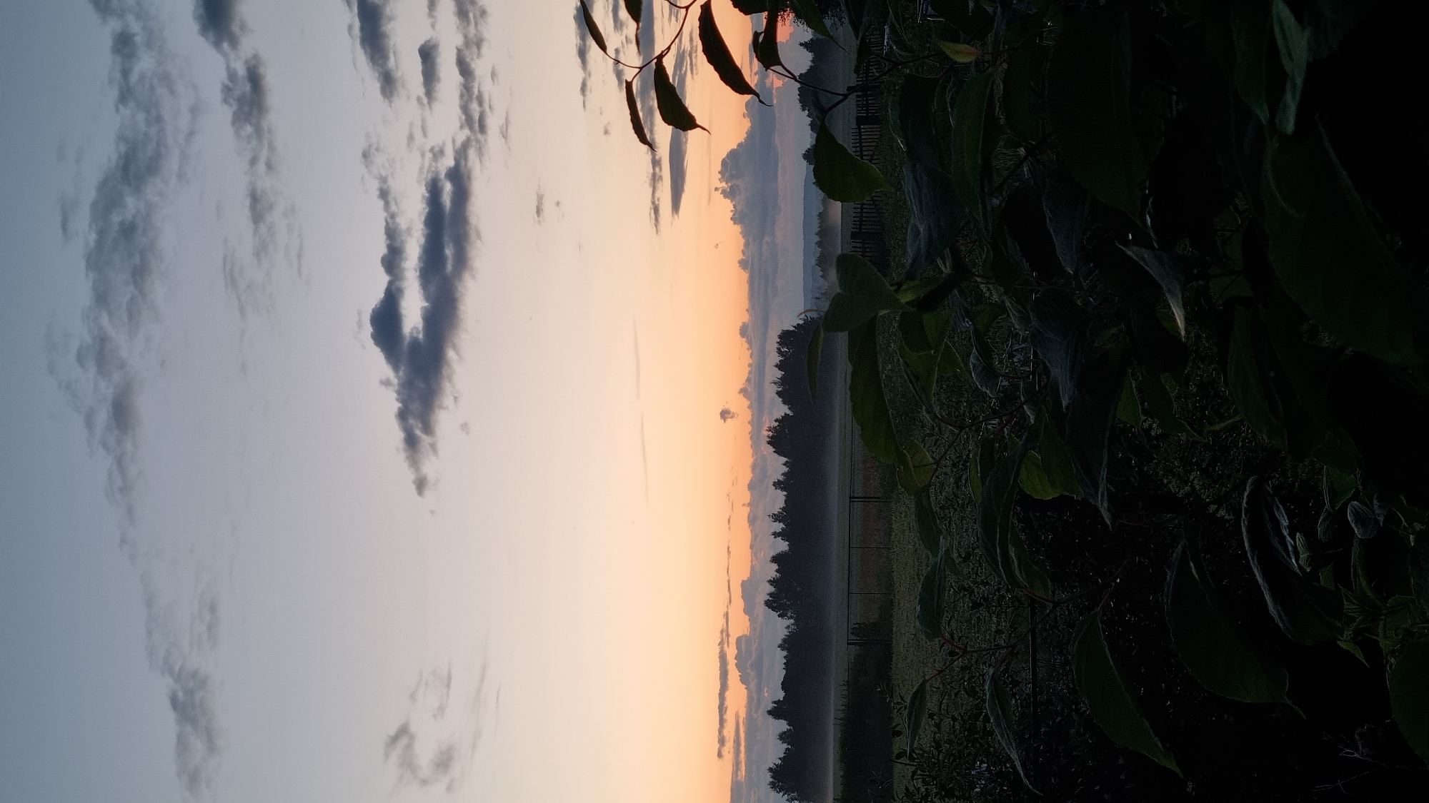The image depicts a serene rural landscape at dusk, likely in or around Vysokoe, Russia. The sky transitions from a pale blue at the top to a warm orange hue near the horizon, with scattered clouds. Below the sky, a line of dark trees forms a silhouetted backdrop against the fading light. In the middle ground, a field is visible, partially obscured by a layer of mist or fog, suggesting a damp or humid environment. A wooden fence runs along the edge of the field. In the foreground, lush green foliage, including large leaves and branches, is prominent, creating a natural frame for the scene. The overall impression is one of quietude and natural beauty.