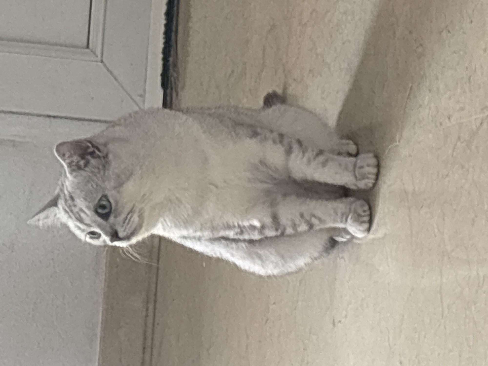 A silver tabby cat sits on a tiled floor, looking to the left. The cat has blue eyes and stripes on its fur. The background consists of a plain wall and a white door. The lighting is dim, casting a shadow of the cat on the floor. The scene is indoors and appears to be a residential setting.