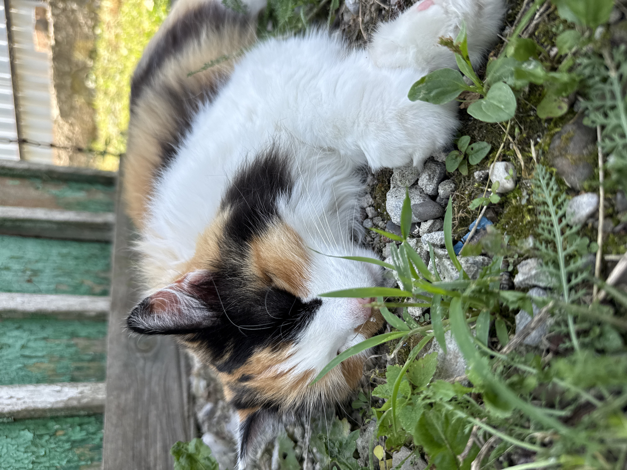 A calico cat is sleeping on a bed of gravel and grass. The cat is lying on its side with its eyes closed and its paws tucked in. The cat's fur is a mix of white, black, orange, and brown. In the background, there is a wooden fence painted green. The fence is weathered and peeling. The ground is covered in small grey stones and patches of green grass and weeds. The lighting suggests it is daytime. The location is unknown, and no people are present.