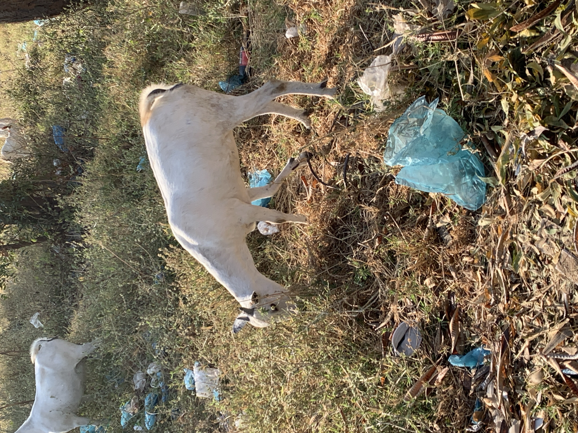 In Dodoma, Tanzania, a white goat with brown markings on its back is grazing in a patch of dry grass and vegetation, littered with various types of plastic waste, including blue and white plastic bags, and other debris. Another white goat is visible in the background, partially obscured by foliage. The environment appears to be an unkempt area, possibly on the outskirts of the city or a neglected park, characterized by dry plant matter and scattered refuse. The scene depicts an animal interacting with its environment, which is unfortunately polluted with human-generated waste.