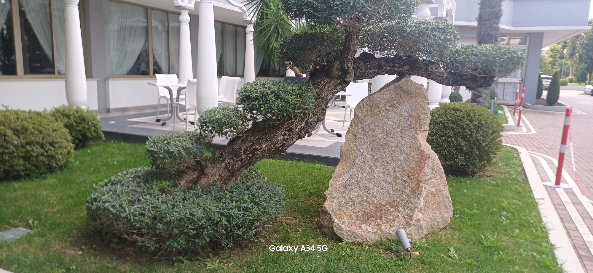 The image shows a landscaped garden area with a large, irregularly shaped rock prominently featured in the foreground. To the left of the rock is a bonsai tree with a thick, twisted trunk and dense green foliage. Surrounding the bonsai and rock are manicured green grass and various low-lying green bushes. In the background, there is a building with white columns and large windows covered by sheer white curtains. White tables and chairs are visible on a paved patio area in front of the building. The scene appears to be an outdoor seating area associated with the building, possibly a hotel or restaurant. Red and white stanchions with a white chain are visible along a paved walkway to the right of the garden. The image is a still photograph, and there are no people or animals present. The text "Galaxy A34 5G" is visible in the bottom right corner, indicating the device used to capture the image. The location is identified as Abano Terme, Italy.