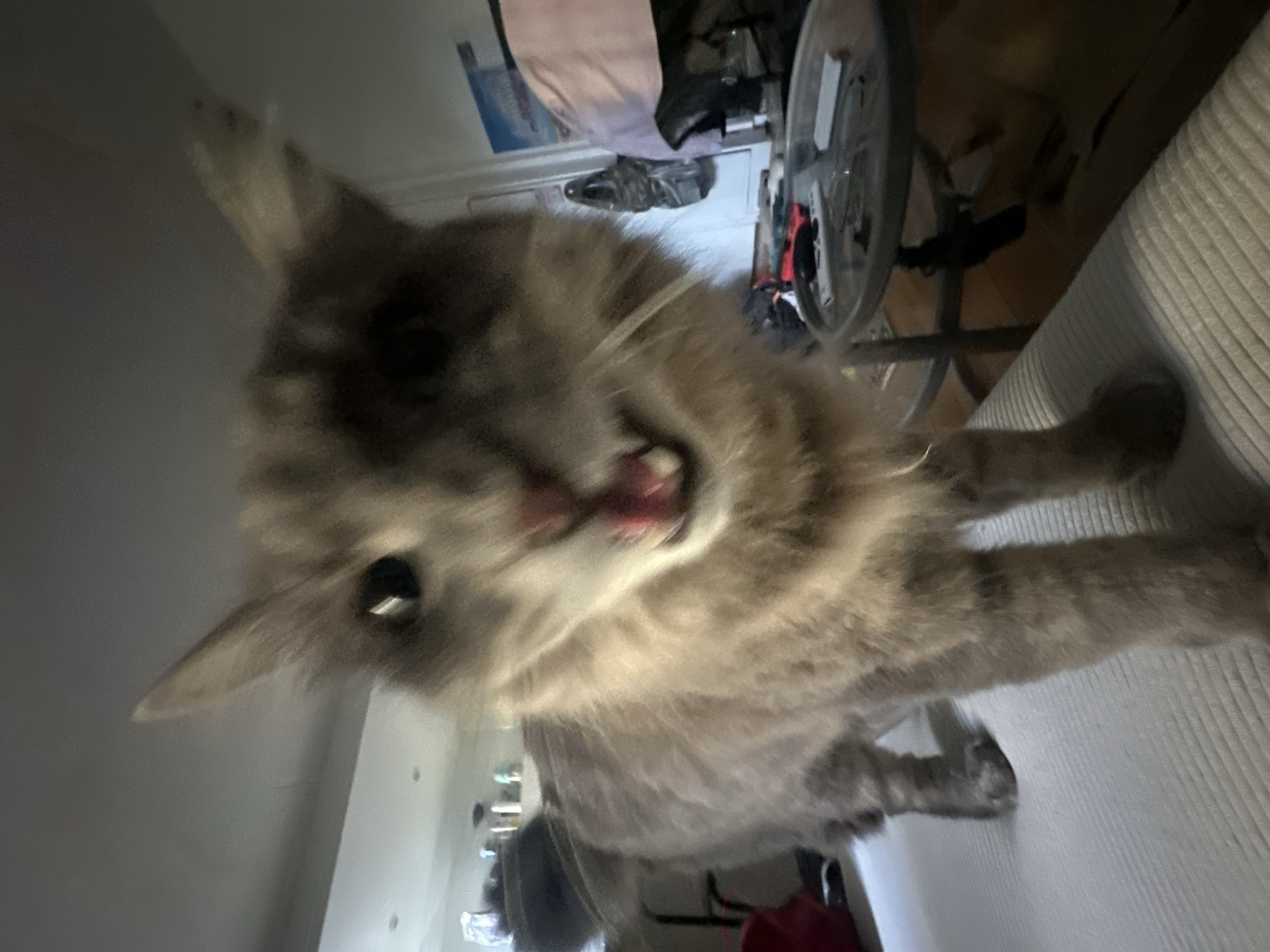 The image shows a gray, long-haired cat from a close, distorted perspective, with its mouth open and tongue visible. It's difficult to definitively determine the location as Paris, France based solely on the image, as there are no recognizable landmarks or features to confirm this location. The background is cluttered, showing what appear to be household items including a wheelchair, clothes, and other miscellaneous objects. The cat's pose suggests it may be interacting with the photographer or the camera.