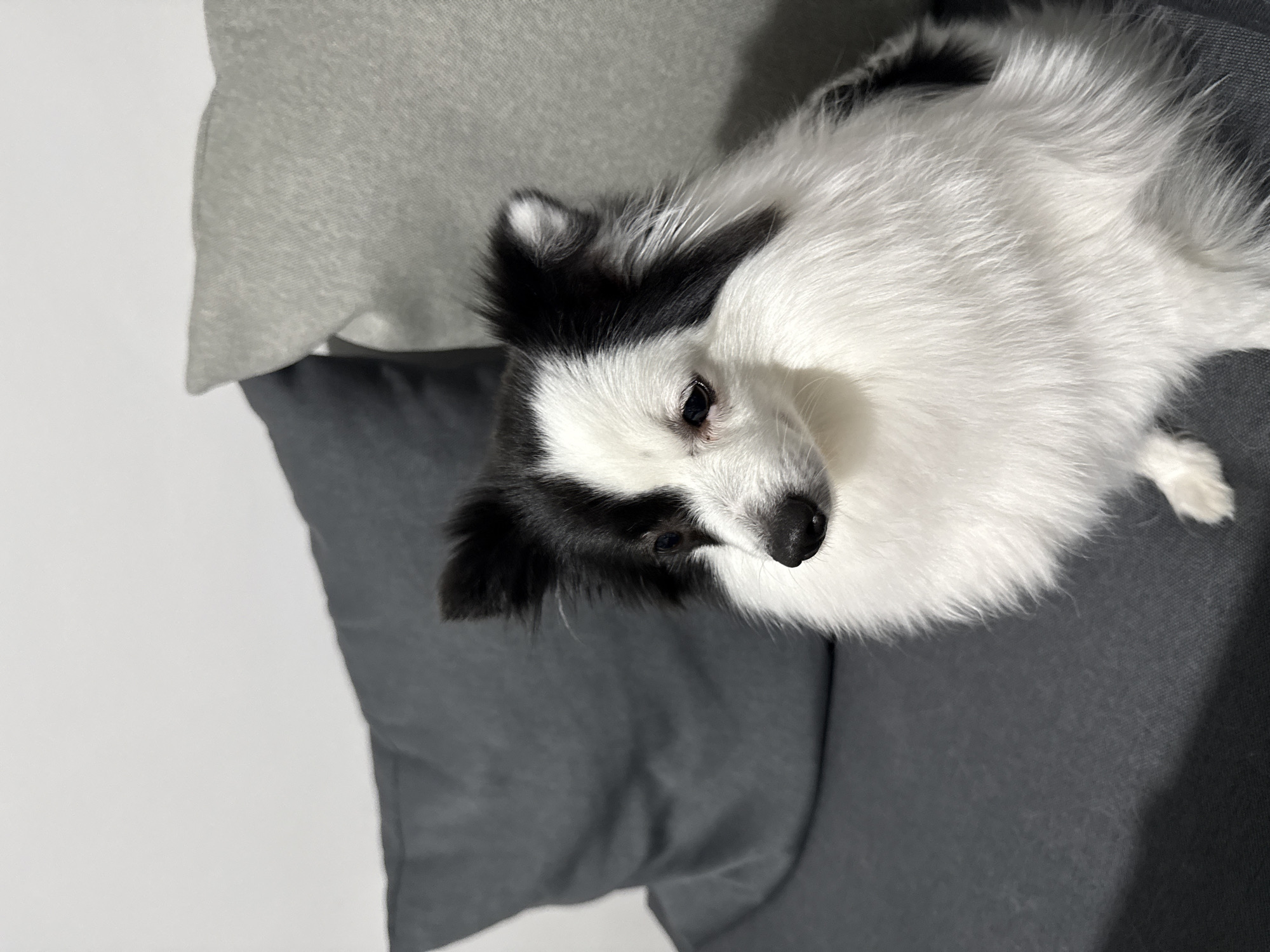 A black and white dog is lying on a gray couch. There is a light gray pillow behind the dog. The location is not discernible.