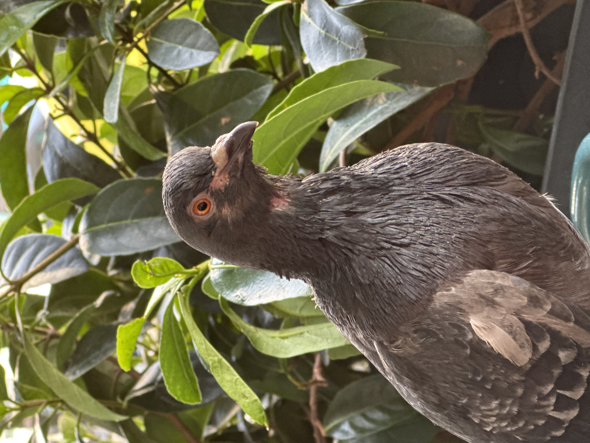 A pigeon is captured in a close-up portrait against a backdrop of lush green foliage. The pigeon, primarily dark gray with hints of iridescent purple and green on its neck and chest, is positioned on the left side of the frame, facing towards the right. Its eye, a striking orange-red, is a focal point. The bird appears slightly ruffled, possibly due to moisture. The background is dominated by large, dark green leaves with some lighter green and yellow highlights, suggesting sunlight filtering through. The setting is natural, with branches visible behind the leaves. The bottom of the image shows a dark surface, possibly a railing or ledge, with a hint of a teal-colored object beneath it. The overall impression is that of an urban bird in its natural habitat within the city of Athens, Greece.