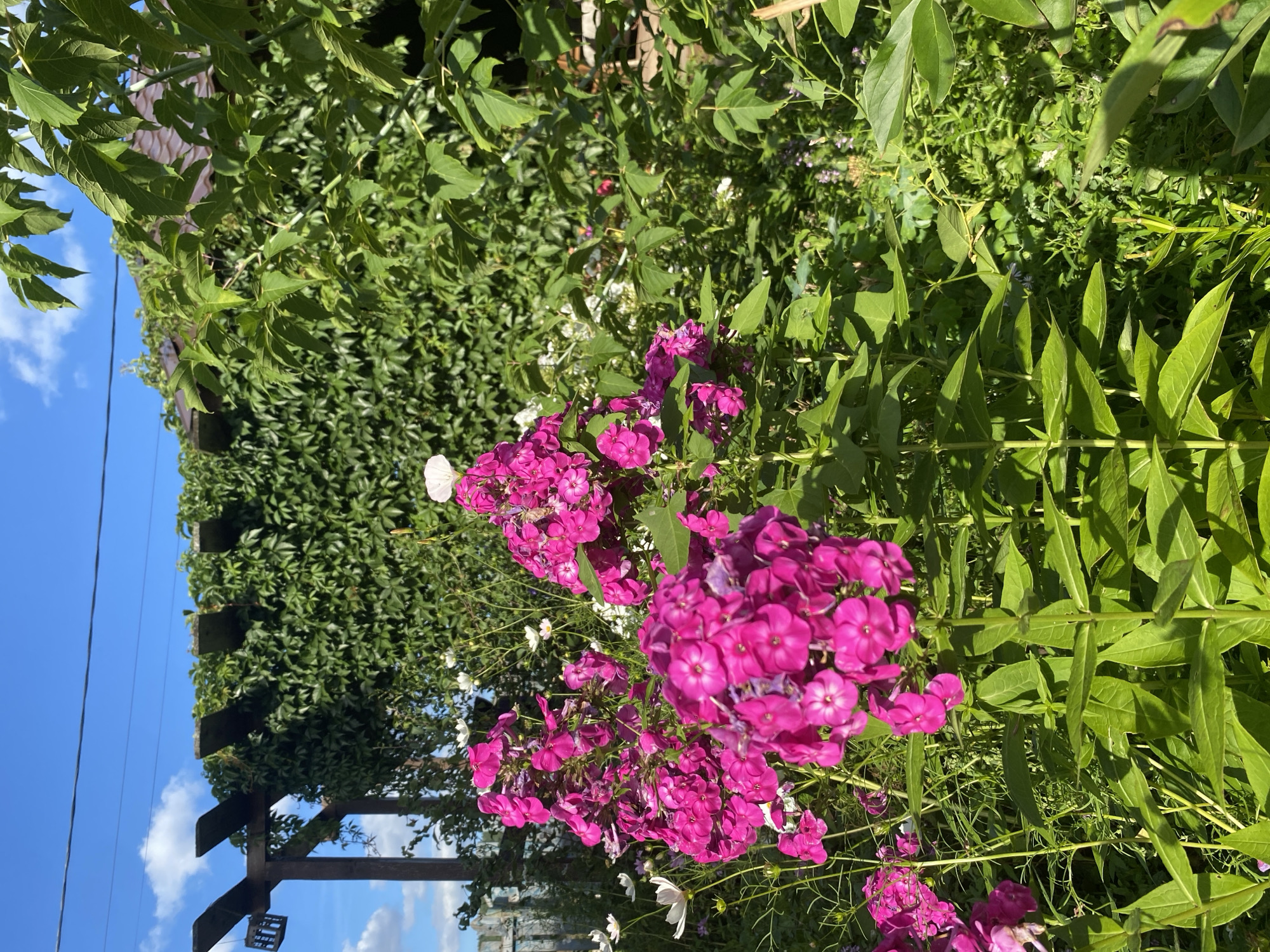 The image depicts a lush garden scene under a bright blue sky with scattered white clouds, presumably located in the village of Abyzovo, Russia. In the foreground, a cluster of vibrant pink phlox flowers dominates the frame, their dense blooms catching the sunlight. Behind them, a profusion of green foliage, including ivy climbing on a wooden pergola and other garden plants, creates a verdant backdrop. To the left, a weathered wooden fence is partially visible. The overall impression is one of a well-maintained, sun-drenched garden on a clear day. There are no people or animals visible in the image.