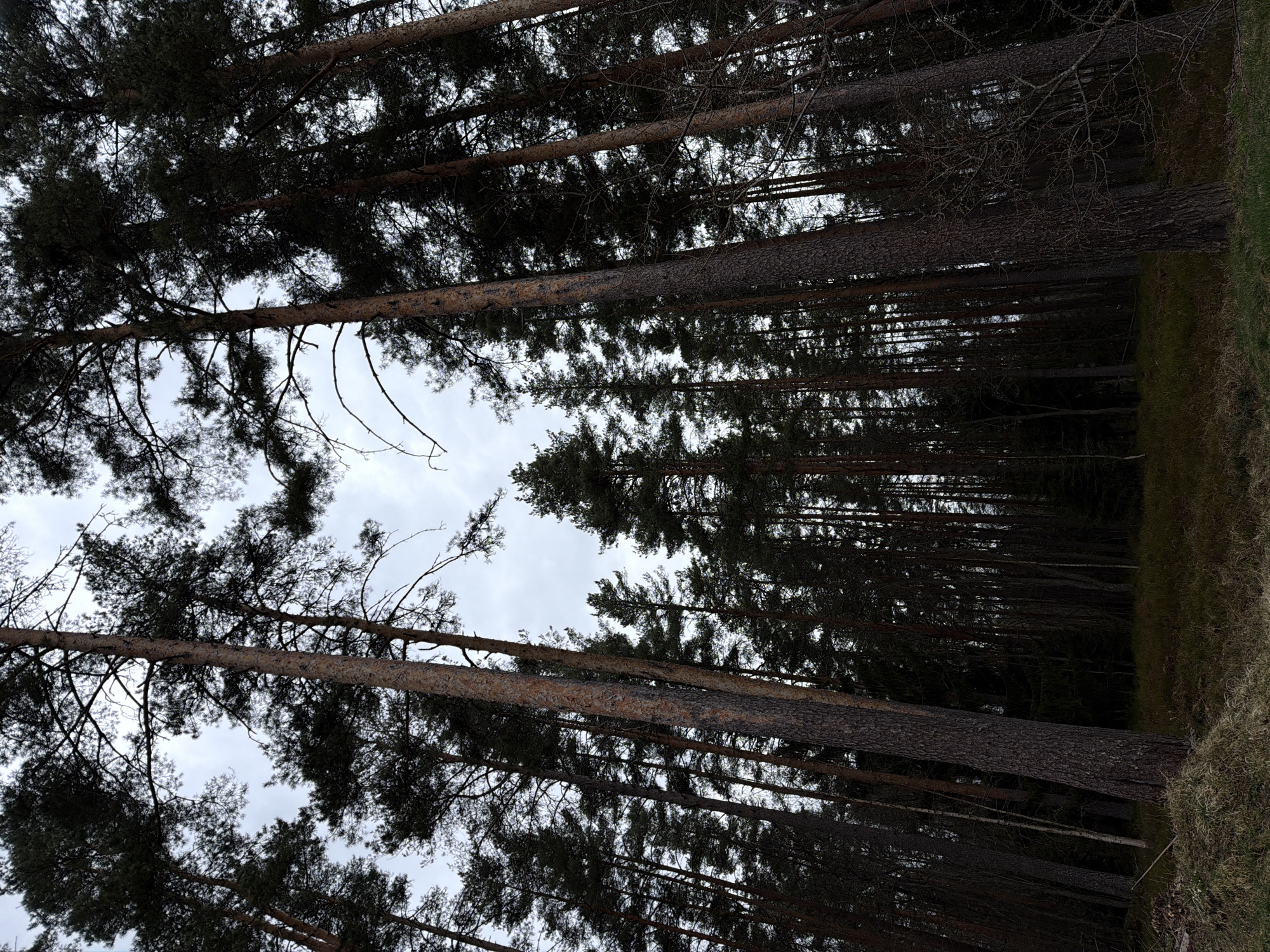 The image depicts a forest scene in Glubokoe, Russia. Tall, slender pine trees dominate the frame, their dark trunks rising vertically. The viewer is looking upwards, with the tree canopies filling the top portion of the image and obscuring most of the sky, which appears gray and overcast. Patches of green grass and undergrowth are visible on the right-hand side of the frame, suggesting the edge of the forest. The trees are densely packed, creating a sense of depth and enclosure.