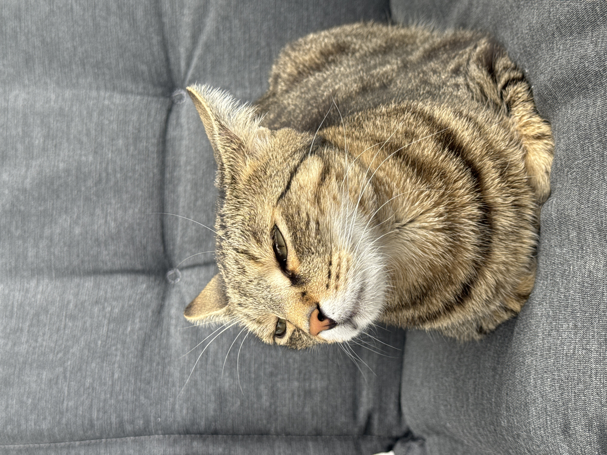 A close-up shot shows a tabby cat sitting on a gray upholstered chair. The cat's fur is a mix of brown, black, and orange stripes. Its eyes are partially closed, and its ears are perked up. The cat is looking to the left of the frame. The background is the textured gray upholstery of the chair, with some quilted stitching visible. The lighting appears to be natural, casting soft shadows. The scene is indoors, and there is no indication of the city of Bratislava, Slovakia.