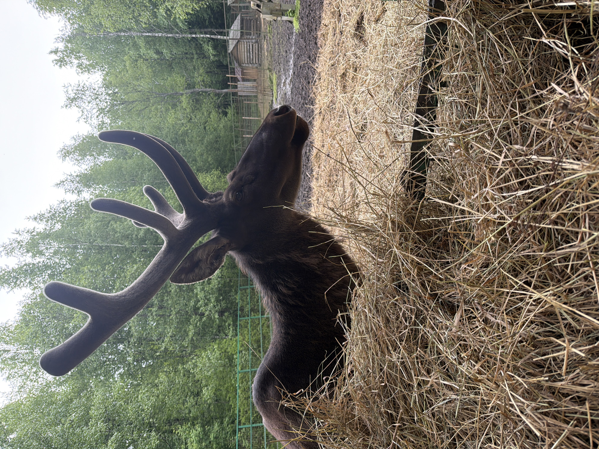 The image depicts a moose, likely in an enclosure. The moose is dark brown, with large, velvety antlers, and is positioned near a pile of hay. The animal is looking upward. In the background, green trees and a wooden structure resembling a cabin or shed are visible. The ground appears muddy in the background. Based on the image's metadata, the location is Zaplav'e, Russia.