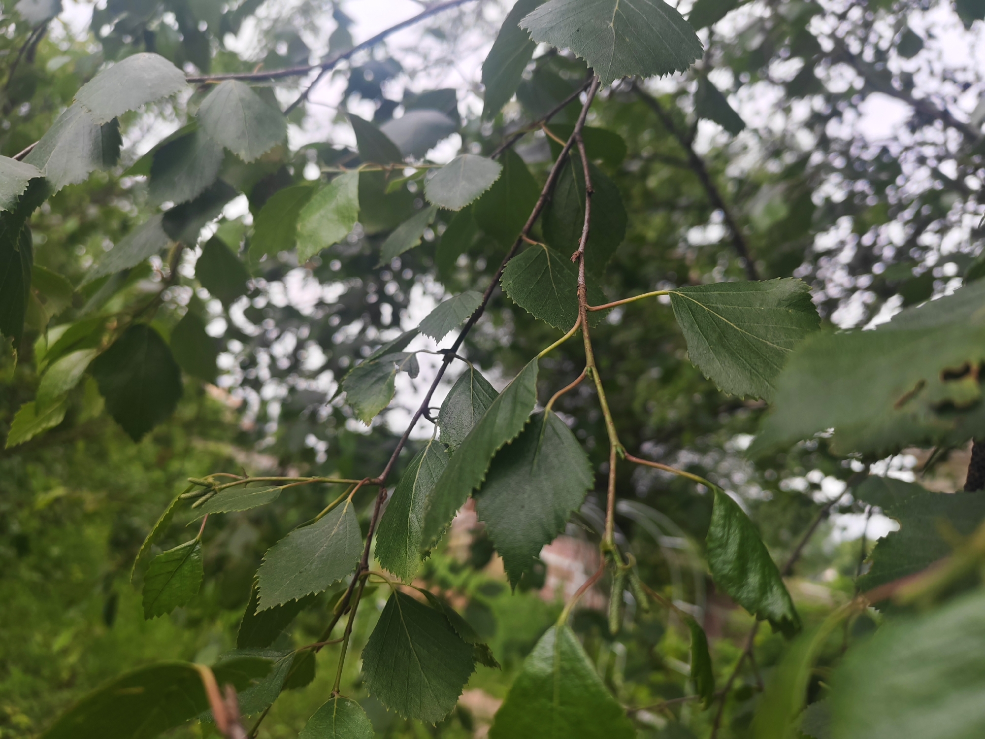 The image shows a close-up view of green leaves and branches of a tree, likely in a natural setting within or near the Чонкаўскі сельскі Савет in Belarus. The leaves are serrated and have visible veins, with some showing signs of wear or damage. The background is blurred, suggesting a shallow depth of field, and consists of more foliage and what appears to be a hint of a building or structure, possibly brick, in the distance. The lighting suggests an overcast or diffused light condition. There are no people or animals visible in the image. The overall impression is of a detailed study of tree foliage in an outdoor environment.