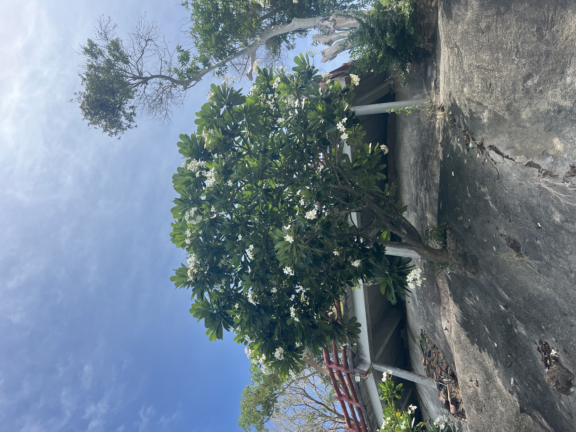 A frangipani tree with white flowers is in the foreground, growing on a rocky incline. Behind the tree, a concrete structure with a red railing is visible, suggesting it is a bridge or walkway. The structure is supported by concrete pillars. In the background, other trees are visible, including one with bare branches. The sky is blue with scattered white clouds. The location is Baan Thong Krut, Thailand.