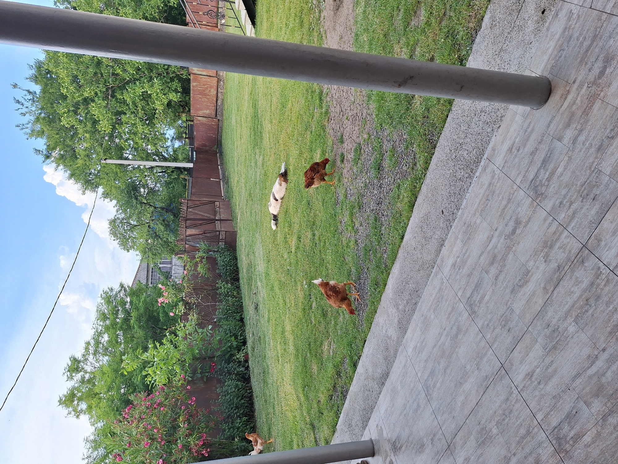 The image depicts an outdoor scene in Zeda Sazano, Georgia. The foreground is dominated by a modern tiled patio and a large grey pipe, suggesting an outdoor living space or a construction. Beyond the patio, a lush green lawn stretches out, bordered by a weathered metal fence. Several chickens are visible on the grass, foraging. One chicken is a reddish-brown color, while another appears to be a mixed breed with white and brown markings, lying down. The background reveals a dense collection of trees, some with vibrant green leaves and others with clusters of pink flowers, indicating a temperate season, likely spring or summer. A residential building with a grey roof is partially visible behind the foliage. The sky is bright blue with scattered white clouds, implying a sunny day. The perspective of the photo is angled, possibly taken from a higher vantage point or with the camera held in a tilted position. The overall impression is one of a rural or suburban residential yard, peaceful and natural, with domestic animals present. There is no visible text in the image.