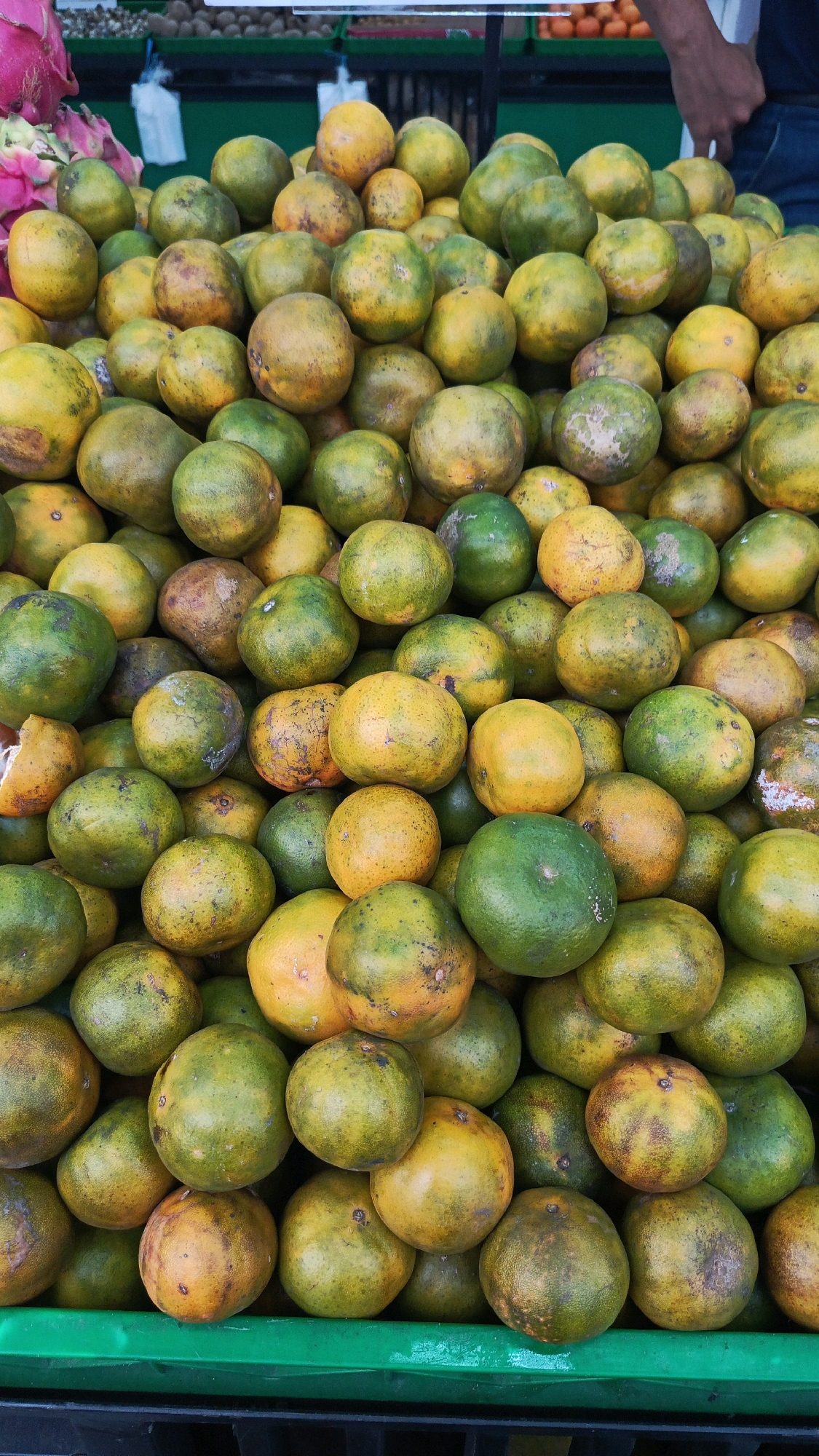The image is a close-up, eye-level shot of a large pile of oranges, some of which have green hues, suggesting they are not fully ripe or are a variety with green skin. The oranges are predominantly round, with some showing slight imperfections and variations in color, ranging from bright yellow to mottled green and orange. They are stacked densely, filling the frame and spilling out of a green plastic crate at the bottom of the image. The lighting appears to be natural, casting subtle shadows that highlight the texture of the fruit. In the background, out of focus, there are hints of more produce and possibly a market stall, consistent with a market setting in Mangunsuman, Indonesia. No people are clearly visible, and no specific actions are depicted other than the static arrangement of the fruit. The overall impression is of a vibrant, fresh produce display.