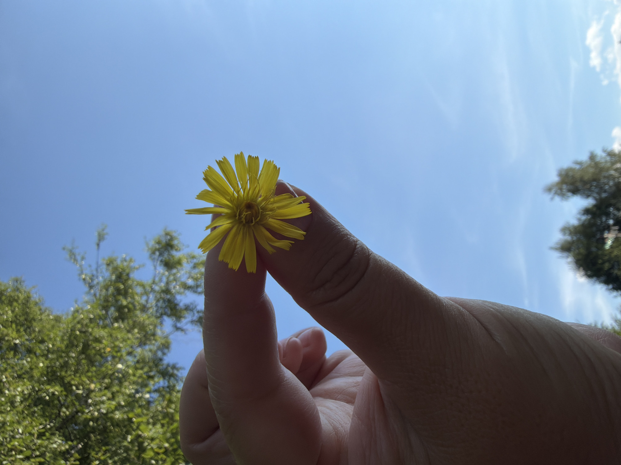 An extreme close-up shot captures a person's fingers delicately holding a small, bright yellow wildflower against a clear blue sky. The focus is sharp on the flower and the skin texture of the fingers, while the background foliage of trees and the sky are softly blurred. The image appears to have been taken outdoors during daylight hours, with the sun casting subtle shadows. The overall impression is one of a serene moment, highlighting the simple beauty of nature. The metadata indicates the image was captured in Chaikovsky, Russia.
