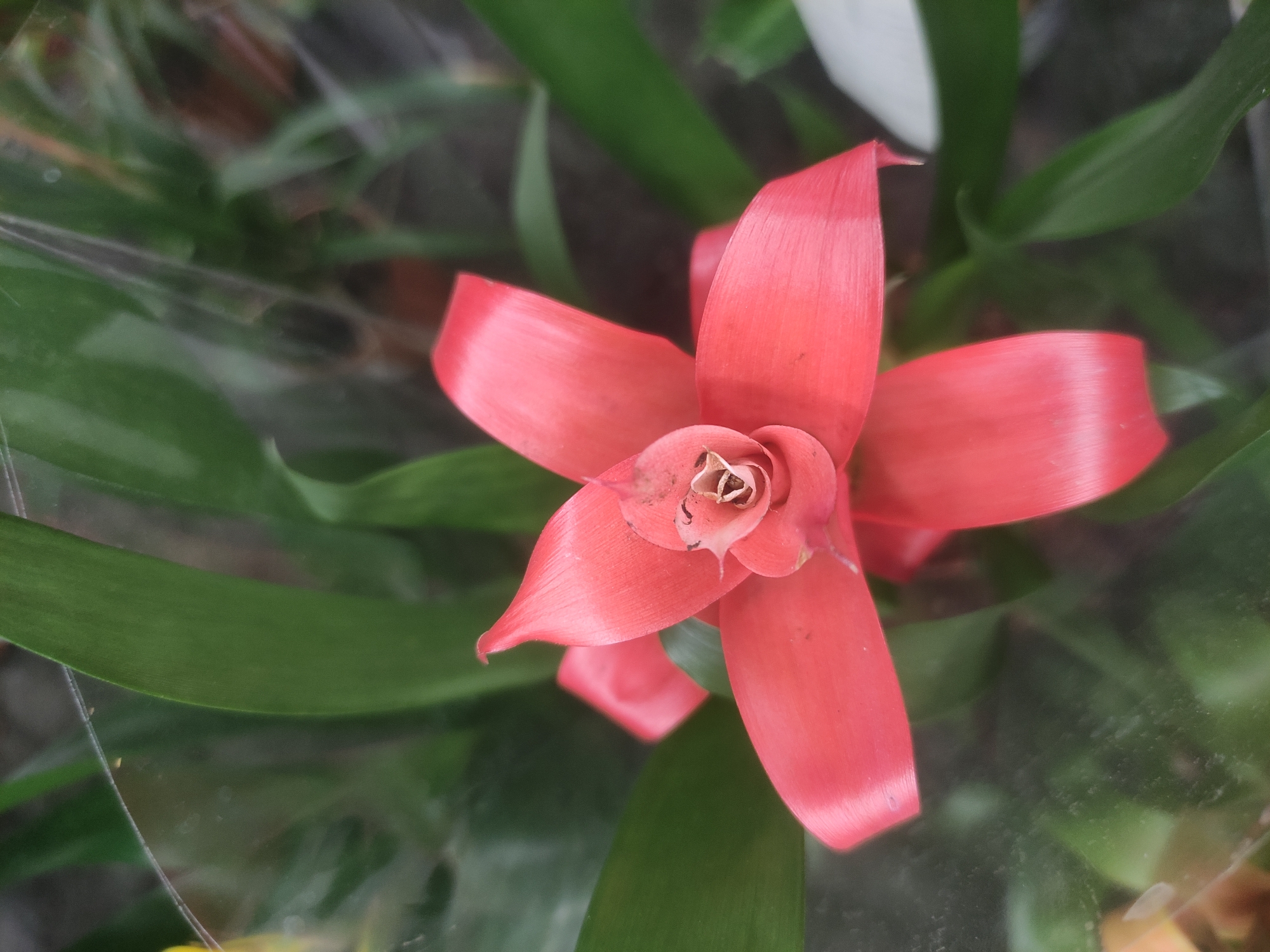 Here's a detailed description of the image:
**Scene:** A close-up shot of a flowering bromeliad plant. The plant has long, green leaves. The flower is a bright pink/red color and has a star-like shape. The central part of the flower has browning. The plant is encased in clear plastic wrap.
**Environment:** The background consists of other plants, creating a natural, possibly indoor setting.
**Location:** It is impossible to definitively determine the location of the image as being in Mytishchi, Russia without further information or metadata associated with the image. The visual content does not provide enough specific clues to confirm this location.