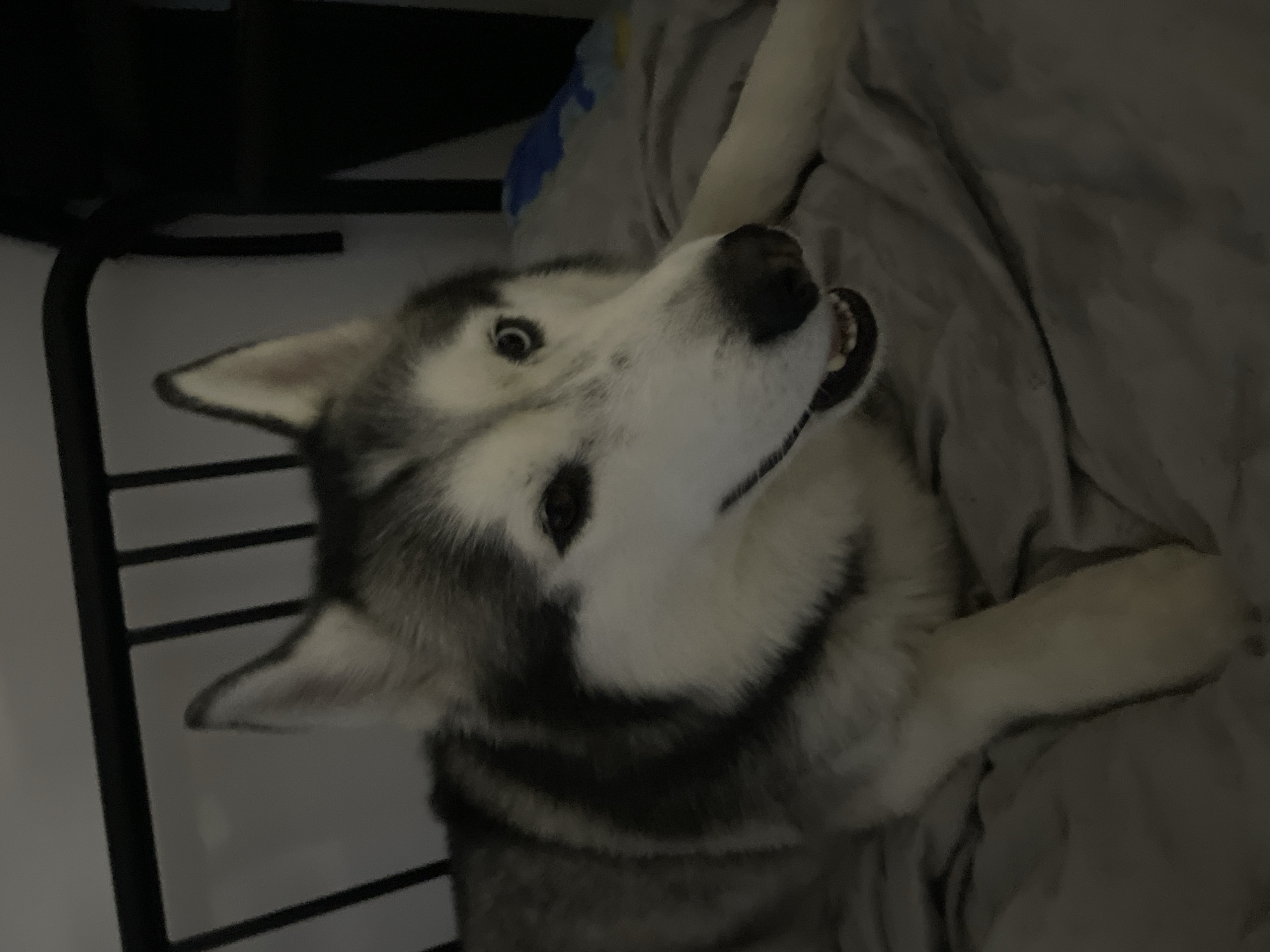 A husky dog with gray and white fur is lying on a gray blanket, likely on a bed. The dog's head is turned to the right, and its mouth is slightly open, showing its teeth. The background is dark and out of focus, but appears to be an indoor setting with some dark metal bars behind the dog. There are no people or other animals visible in the image. The lighting is dim.