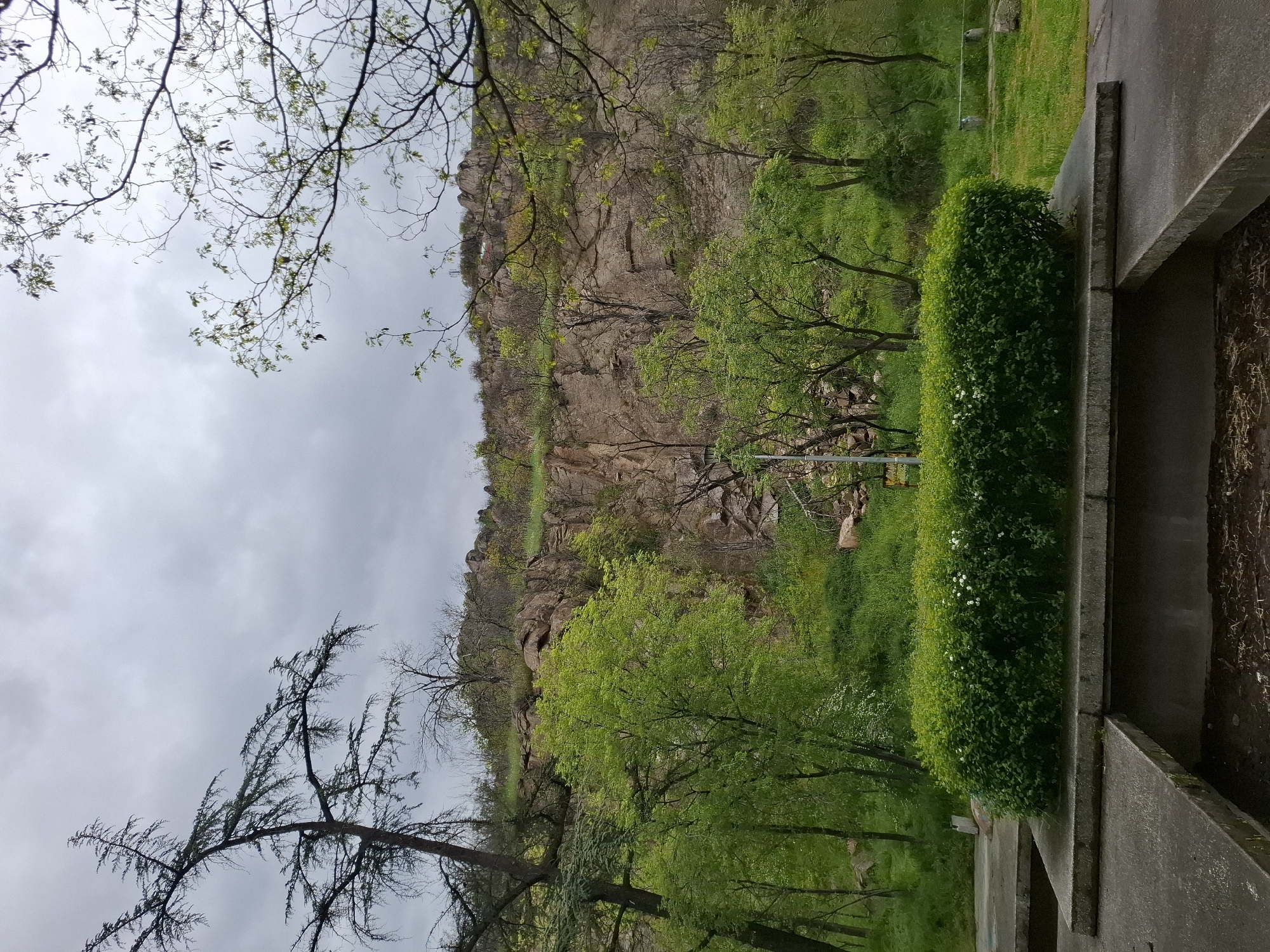 This image captures a landscape scene featuring natural elements juxtaposed with a man-made structure. The perspective is slightly elevated, looking out over a green area towards a distant cliff.
In the immediate foreground, on the right side of the frame, there is a grey concrete structure, possibly a walkway, balcony edge, or retaining wall. Adjacent to this concrete element is a dense, well-maintained green hedge, dotted with small white flowers.
Moving further into the midground, a lush, vibrant green expanse of grass and numerous trees dominates the view. Many trees display fresh, light green foliage, indicating springtime or early summer. Other trees, particularly in the left and central parts of the midground, have bare branches or sparser leaves, suggesting a mix of deciduous trees or older growth. One prominent tree in the bottom-left corner features distinct needle-like leaves and dark branches, reaching upwards into the sky.
The background is dominated by a large, rugged cliff face, primarily composed of brown and grey rock. Portions of the cliff are covered with sparse vegetation, adding patches of green to the rocky surface. The top of the cliff shows more greenery, hinting at vegetation growing on its summit.
The sky, visible in the upper-left portion of the image, is uniformly grey and overcast, suggesting a cloudy day. There are no people or specific activities depicted, and no visible text. The overall scene conveys a sense of natural beauty and tranquility within a possibly urban or semi-urban setting, consistent with the location context of Plovdiv, Bulgaria, known for its hills.