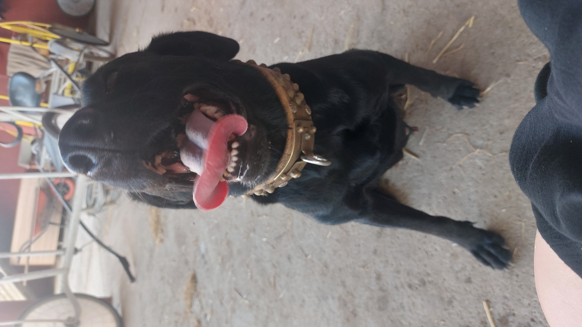 A black dog with its tongue hanging out and its mouth open sits on a dirt floor in a rustic setting, possibly a barn or farmyard. The dog wears a thick, studded collar. In the background, there are parts of farming equipment, including a wheel and what appears to be a cart or trailer. The ground is concrete or packed dirt, with some straw scattered around. The image is taken from a low angle, focusing on the dog's face. The lighting is natural, suggesting it was taken outdoors or in a well-lit interior space.