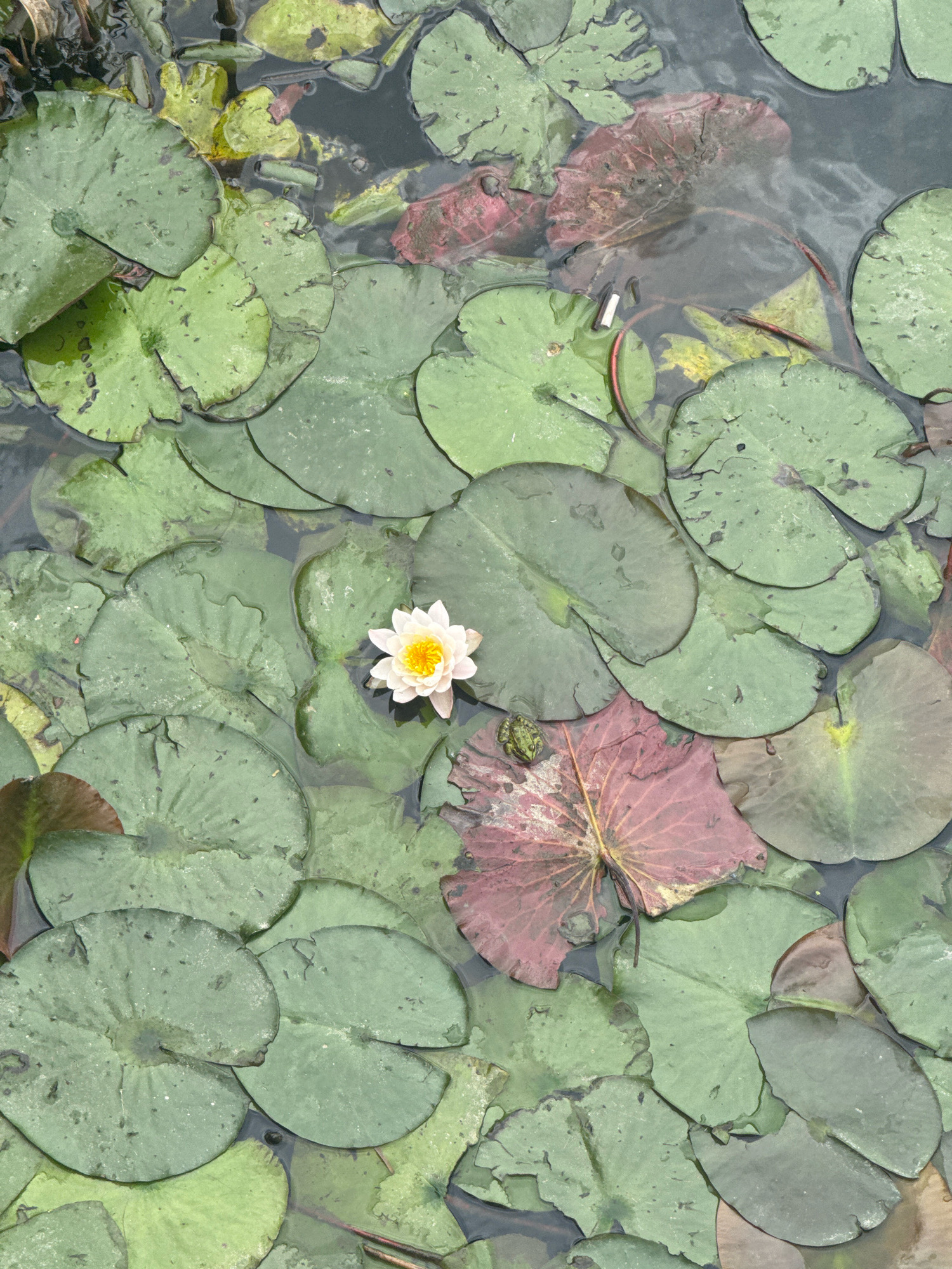 The image shows a close-up overhead view of a pond filled with lily pads. A single white water lily with a yellow center is in bloom. A small green frog is perched on a large, reddish-purple lily pad. The water is dark and reflects the lily pads and surrounding foliage. There are no people or man-made structures visible. The scene appears to be a natural setting, possibly in a park or botanical garden. The image does not provide any specific information about the city of Anapa, Russia.