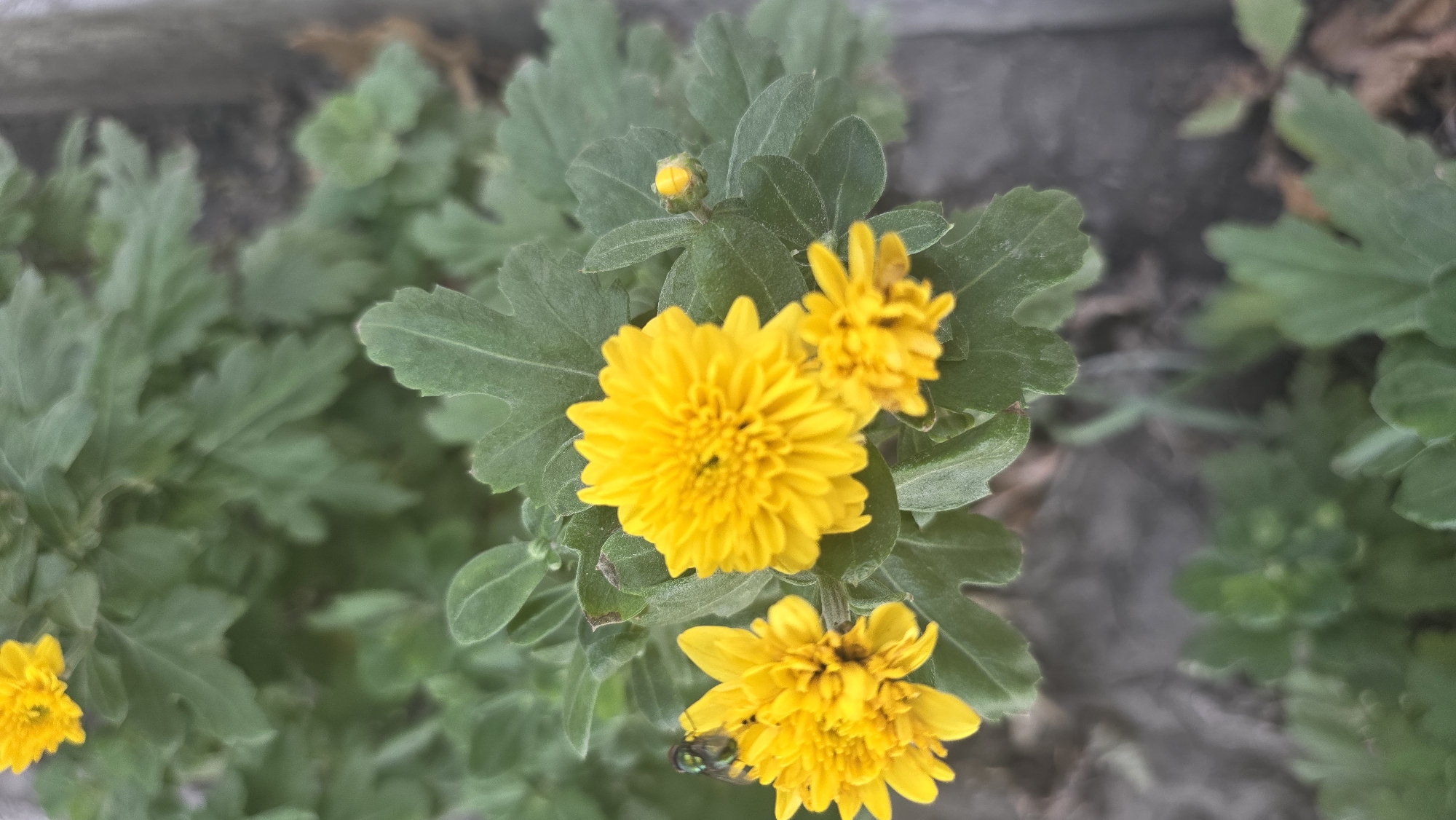 A cluster of bright yellow chrysanthemum flowers blooms amidst lush green foliage. In the foreground, three fully opened flowers are prominent, with one slightly larger and more detailed than the others. To the left of this cluster, a small, metallic green insect, possibly a fly, is perched on one of the yellow petals. A tiny yellow bud is visible to the right of the largest flower, suggesting the plant is still in bloom. The background is a soft blur of green leaves and a grayish-brown surface, possibly a wall or ground, which hints at an outdoor setting. The scene appears to be in a garden or park within Tokmok City, Kyrgyzstan, characterized by the natural growth of plants.