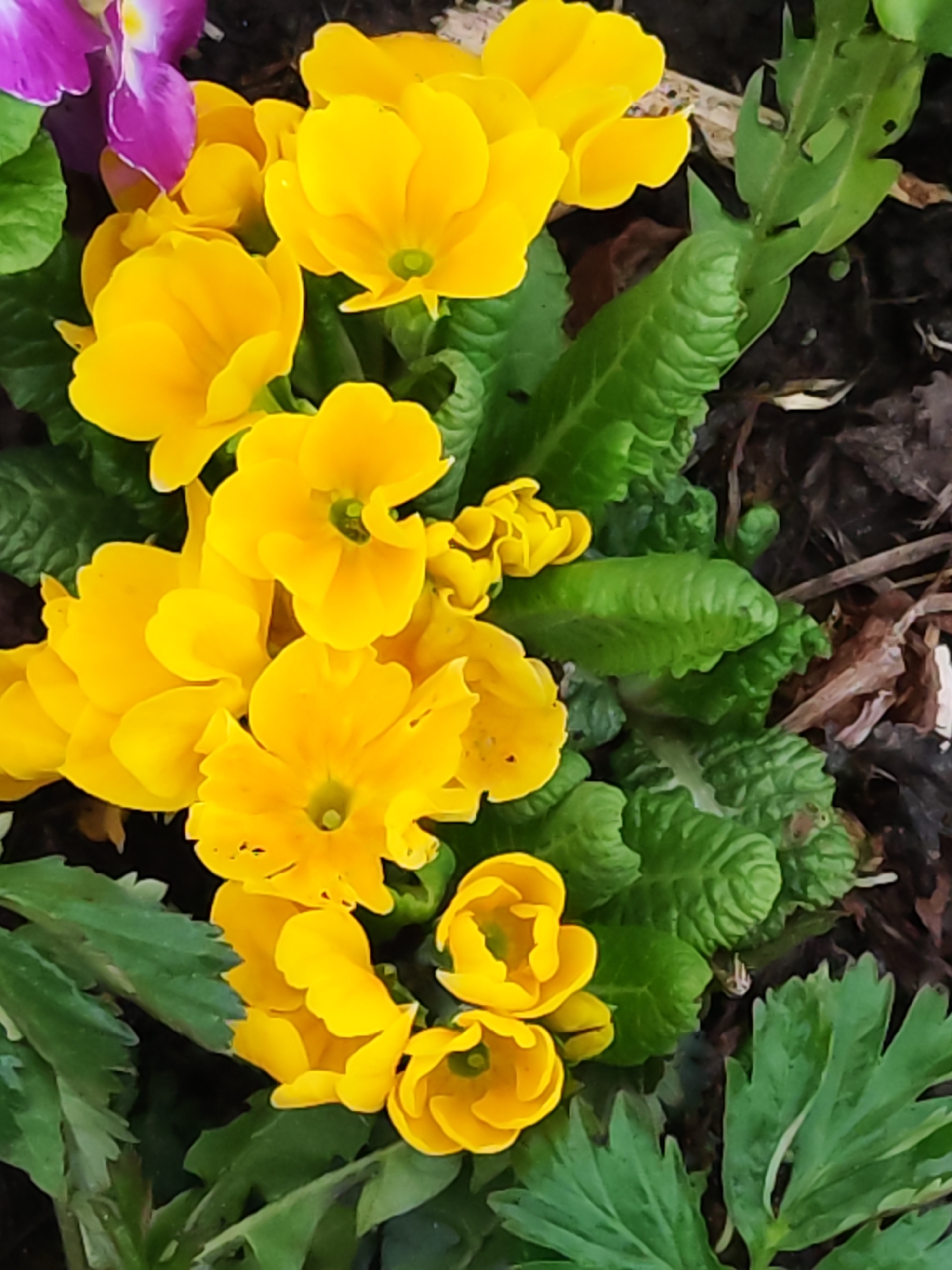 The image shows a close-up of a cluster of bright yellow primrose flowers, with a glimpse of a purple flower at the top left. The flowers are surrounded by green leaves of varying shapes and textures. The background consists of dark soil and some small pieces of organic matter, possibly mulch or decayed leaves. The image appears to have been taken outdoors in natural light. The location, Chaikovsky, Russia, cannot be determined from the visual information alone.