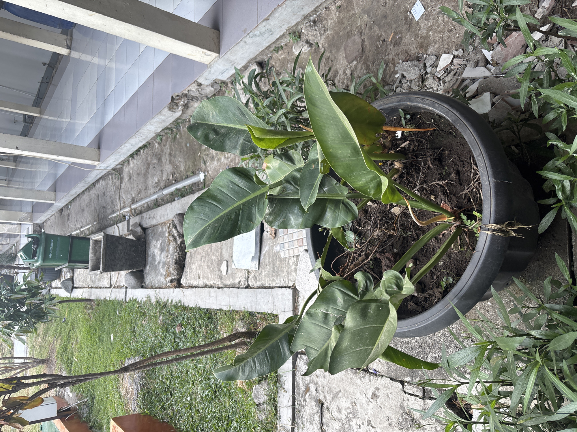 The image depicts an outdoor scene in Cirebon, Indonesia. In the foreground, a large, black planter pot contains a healthy green plant with broad leaves. Surrounding the planter are smaller green plants and broken pieces of white and gray material, likely debris. To the left of the planter, a pathway of concrete slabs is visible, bordered by a grassy area. Further back, a weathered tree trunk stands beside the pathway. Beyond that, a green trash can labeled "ANORGANIK" (inorganic) is positioned next to a square, dark-colored planter. The background reveals a building with a tiled walkway and structural columns, suggesting it could be part of a public or commercial establishment. The lighting suggests an overcast day.