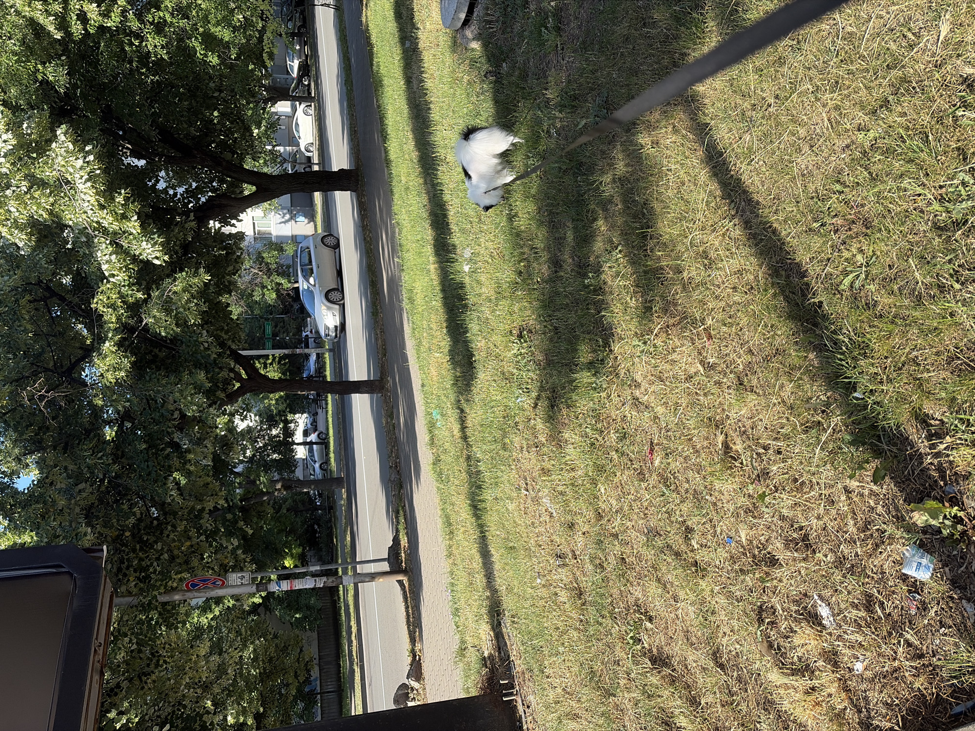 A fluffy, white and black dog on a leash is walking on a grassy verge next to a road in Stara Zagora, Bulgaria. The dog is facing away from the camera, towards the right side of the frame. The road is paved and has a white dividing line. Several cars are visible on the road, including a silver hatchback and a white sports car. Trees with green foliage line the road, casting shadows on the grass. In the foreground, the grass is dry and patchy, with some litter scattered on the ground. A utility pole with a traffic sign is also present.