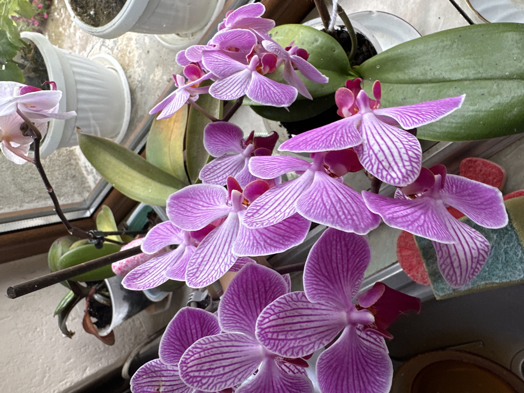 This close-up image showcases a vibrant display of multiple blooming orchid plants, likely situated indoors near a window in Rogozinovo, Bulgaria. The primary subjects are numerous Phalaenopsis orchids, characterized by their striking purple petals adorned with distinctive white stripes or veins. Many of the flowers also feature a deeper magenta or solid purple hue near their centers.
The orchids are arranged in a dense cluster, with several flowering stems visible. Their broad, thick, dark green leaves are prominent, though some exhibit slight yellowing or discolored speckles, suggesting typical plant life cycles. The plants are housed in a variety of pots: several white, fluted plastic or ceramic pots are visible in the background and mid-ground, along with a clear plastic pot often used for orchids. Dark brown support stakes are strategically placed to hold the weight of the orchid stems and flowers, with one stake extending horizontally through the frame on the left.
The setting appears to be a brightly lit indoor space, likely a home, with natural light suggesting it is daytime. A wooden window frame is partially visible on the left, hinting at the plants' proximity to a window. In the upper background, a light-colored, possibly textured wall or sill is present. The lower right portion of the image shows a hint of a red and green textured object, which could be a cleaning mat or another decorative item. The scene conveys a sense of domestic tranquility and natural beauty. No discernible text is visible in the image.