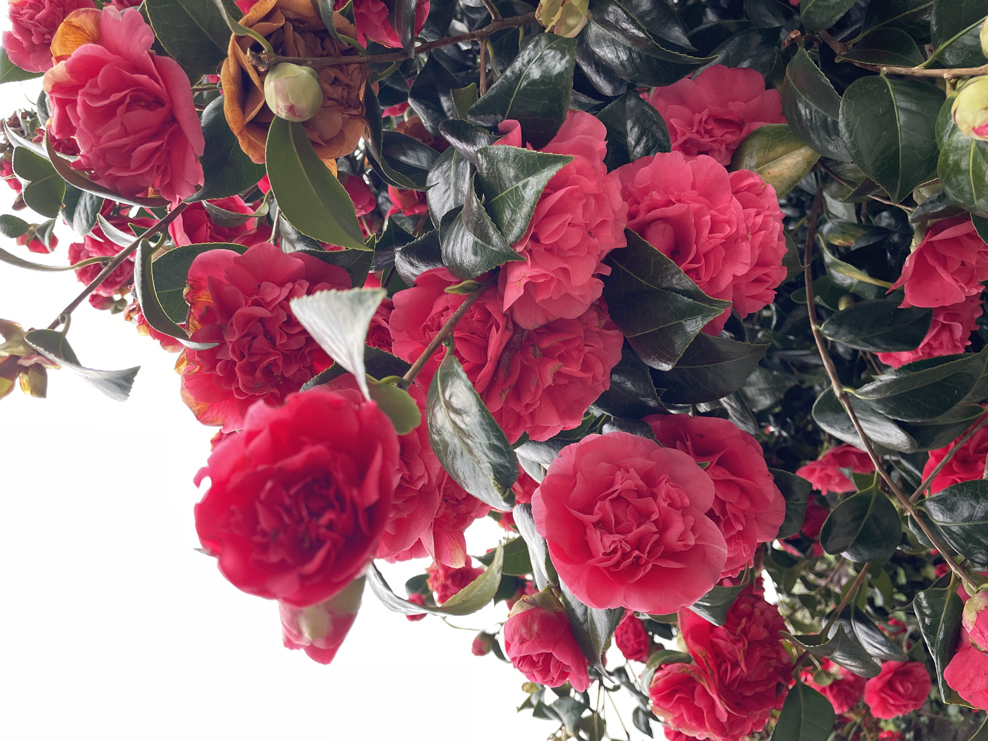 The image shows a close-up view of red camellia flowers and dark green leaves against a bright white background. The flowers are in various stages of bloom, with some fully open and others still in bud. Some brown, dried flower parts are also visible. The scene gives the impression of looking up into a camellia bush. There are no people visible in the image. The location in the city of Le Moustoir, France, is speculative as the image does not provide locational context.