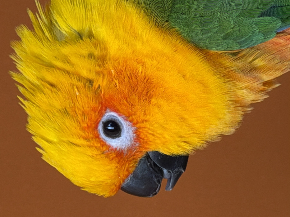 A close-up shot features a sun conure, its plumage a vibrant mix of yellow, orange, and green. The bird is captured from above, its head tilted downwards, showcasing its black beak and striking eye, surrounded by a white patch. The focus is sharp, highlighting the texture of the feathers. The background is a solid brown color, providing a stark contrast to the bird's vivid colors.