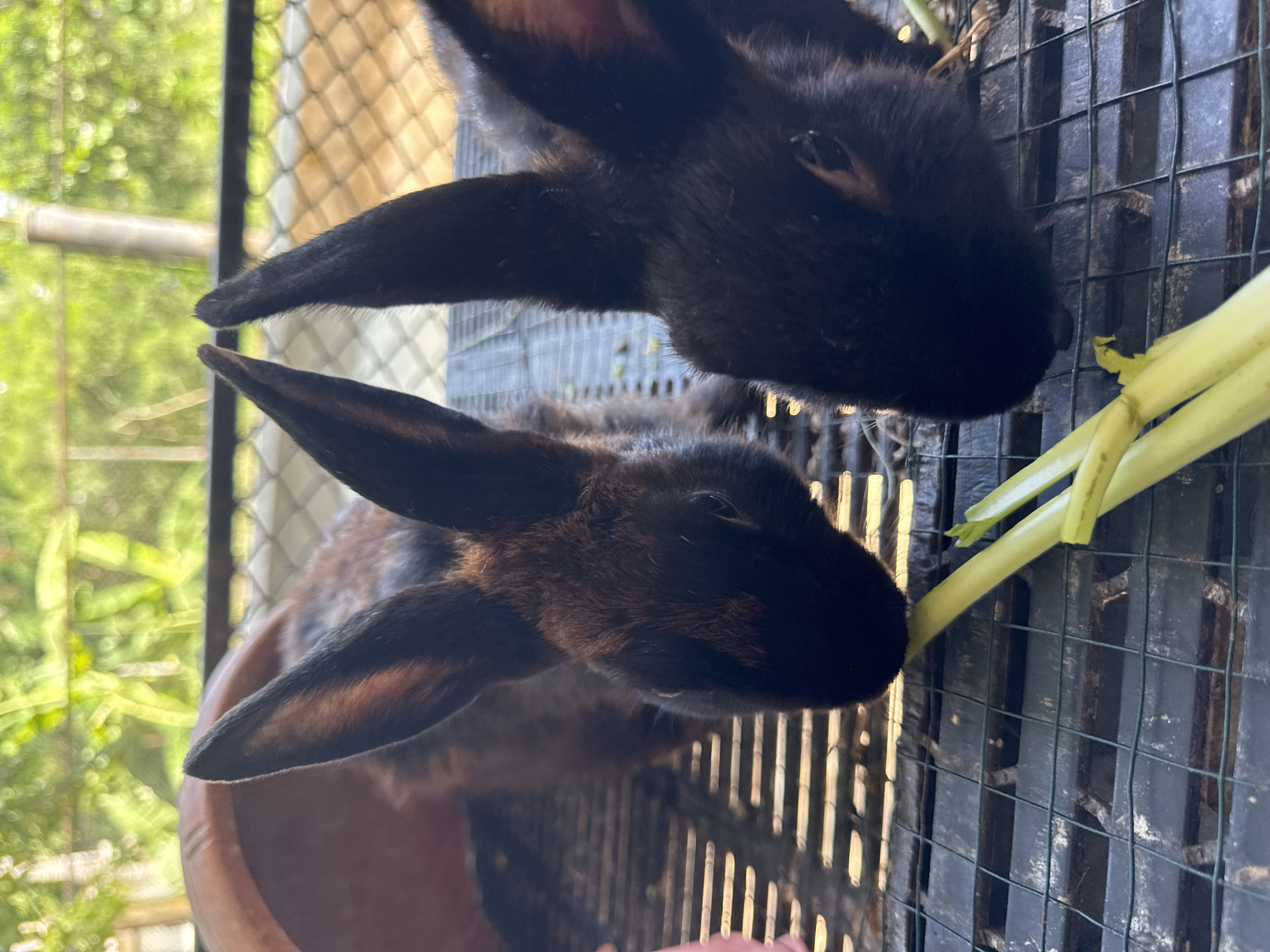 Two black rabbits are eating a stalk of celery on a black wire mesh floor. The rabbit on the left is partially obscured by the rabbit on the right. The rabbits have long ears and dark fur with reddish-brown markings on their faces and bodies. In the background, out of focus, are green foliage and a terracotta pot. The scene appears to be outdoors, possibly in a backyard or farm in ตำบลเกาะพะงัน, Thailand, given the lush green vegetation in the background.
