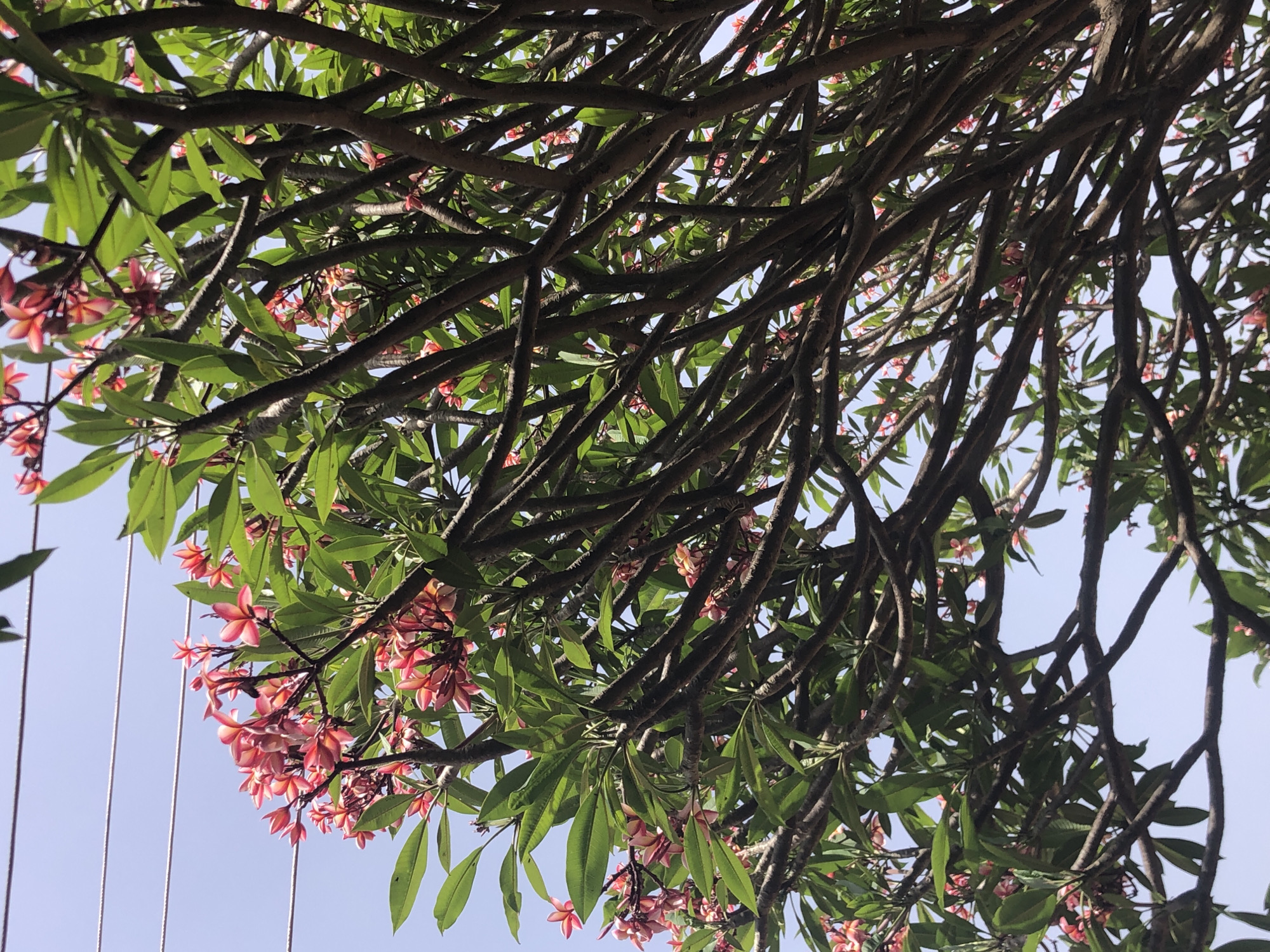 The image shows a Plumeria tree from a low-angle perspective, likely from directly underneath its branches. The tree's branches are densely packed, creating a web of dark brown lines across the frame. Light green leaves and clusters of pink and white frangipani flowers are interspersed among the branches. The background is a light blue sky. The image's location is likely in Jos, Nigeria. No people are visible.
