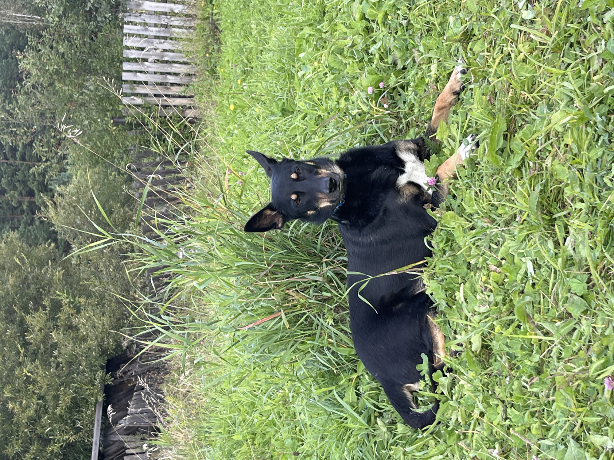 A medium-sized, black and tan dog with erect ears is lying on lush green grass in a yard. The dog is facing the camera with a neutral expression. A faded blue collar is visible around its neck. In the background, there is a weathered wooden fence and dense foliage, suggesting a rural or suburban setting. The overall scene is overcast, with soft lighting. The location is identified as Nizhny Tagil, Russia.