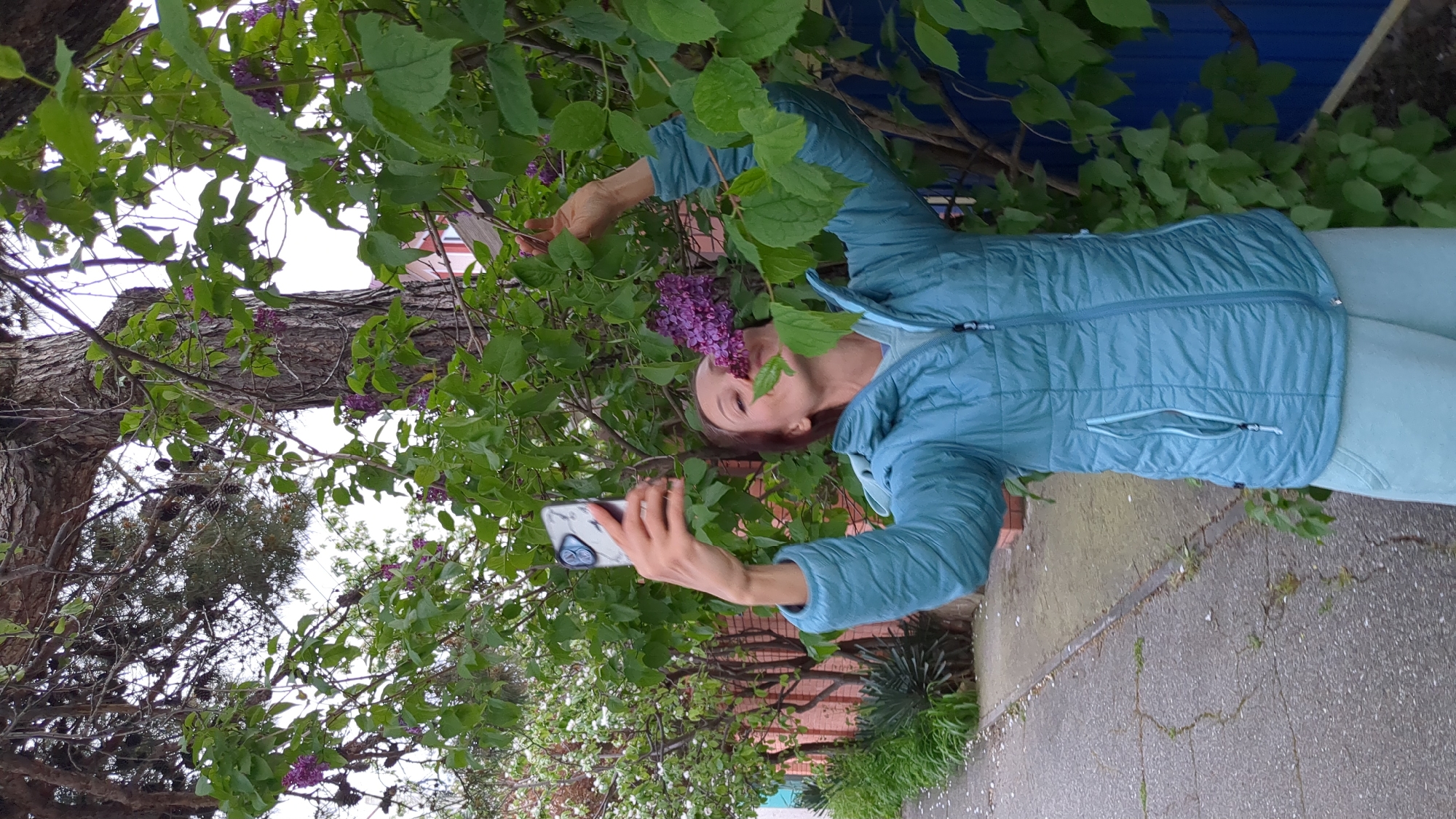 The image, taken in Gelendzhik, Russia, captures a woman enjoying the scent of lilac flowers outdoors. The woman, positioned centrally and angled slightly to the right, wears a blue-green puffer jacket and light blue pants. Her head is tilted towards a cluster of vibrant purple lilac blossoms, which she is smelling with her eyes closed, suggesting a moment of sensory appreciation. Her right hand holds a smartphone, possibly an iPhone with a marbled case, implying she might be documenting the moment.
The setting is abundant with natural elements. Lush green foliage and tree branches, including a large tree trunk with rough bark and visible pine cones on the left, frame the scene. The purple lilac flowers stand out against the green leaves. On the right side of the image, a paved sidewalk or path, showing some cracks, extends towards the background. Hints of urban architecture, including a blue building facade and a reddish-brown brick wall, are visible through the trees in the background. The soft, diffuse lighting suggests an overcast or cloudy day. The overall atmosphere conveys a peaceful interaction between the woman and nature.