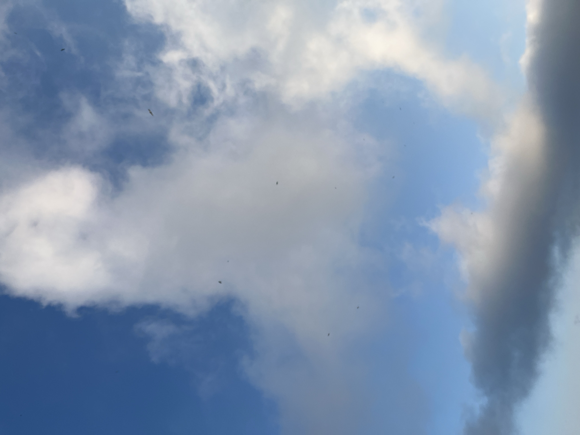 The image depicts a sky with scattered clouds and numerous small, dark specks, likely birds, in flight. The sky is a gradient of blue, with brighter, white clouds dominating the upper portion and darker, gray clouds lower down. The perspective suggests an upward angle, as if looking towards the sky. The scene is outdoors, with no discernable urban structures or specific landmarks indicative of Petropavlovsk-Kamchatsky, Russia. The lighting suggests it is daytime.