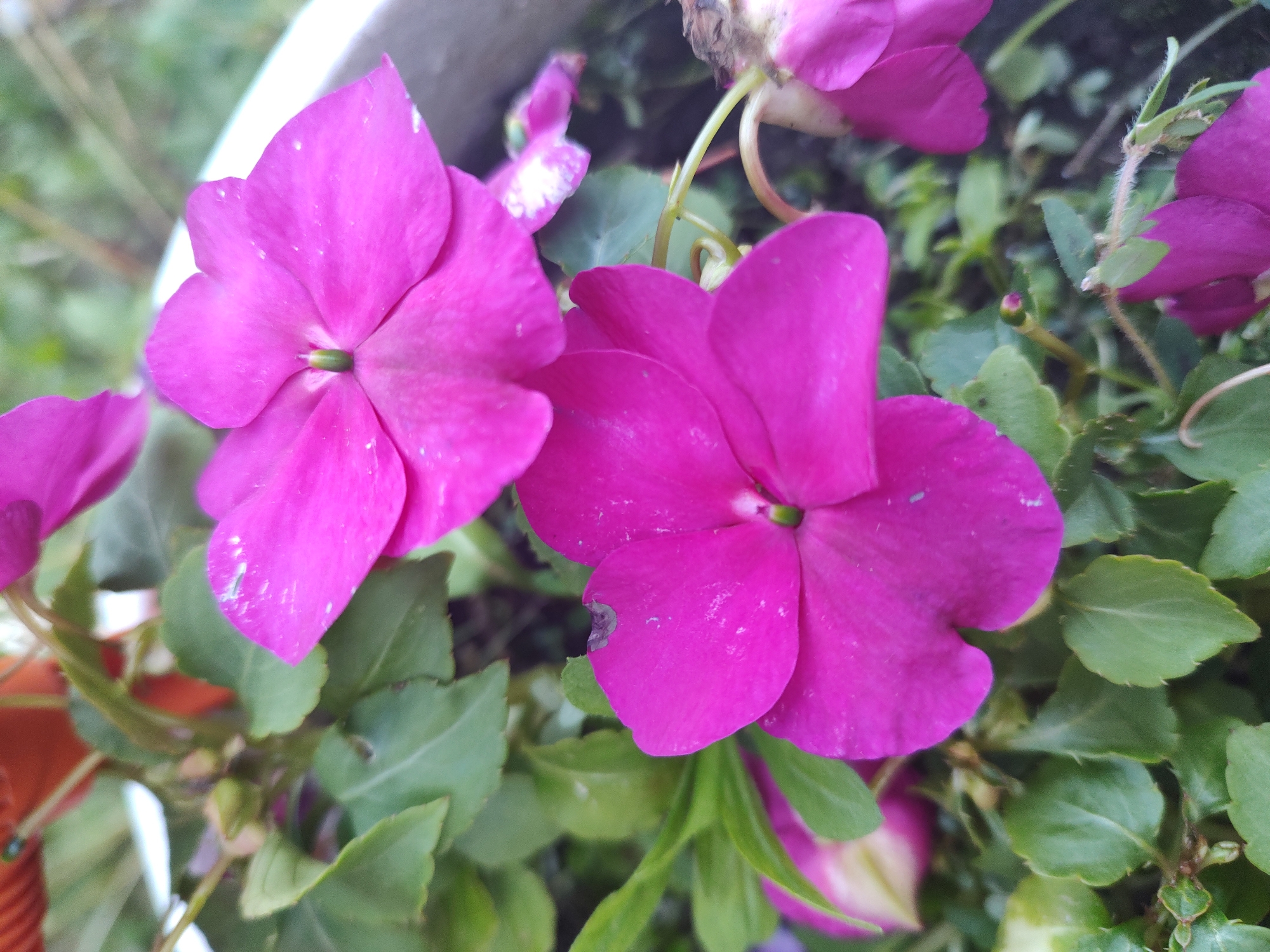In Tervel, Bulgaria, a close-up, high-angle shot captures two vibrant magenta impatiens flowers in full bloom. The petals are delicate and slightly translucent, with a few tiny white specks visible on their surface. The flowers are surrounded by lush green foliage and appear to be planted in a container, partially visible along the right edge of the frame as a light-colored rim. The background is softly blurred, hinting at an outdoor setting with some out-of-focus greenery and a hint of a terra cotta pot in the upper left. The lighting is natural and soft, highlighting the rich color of the flowers and the textures of the leaves.