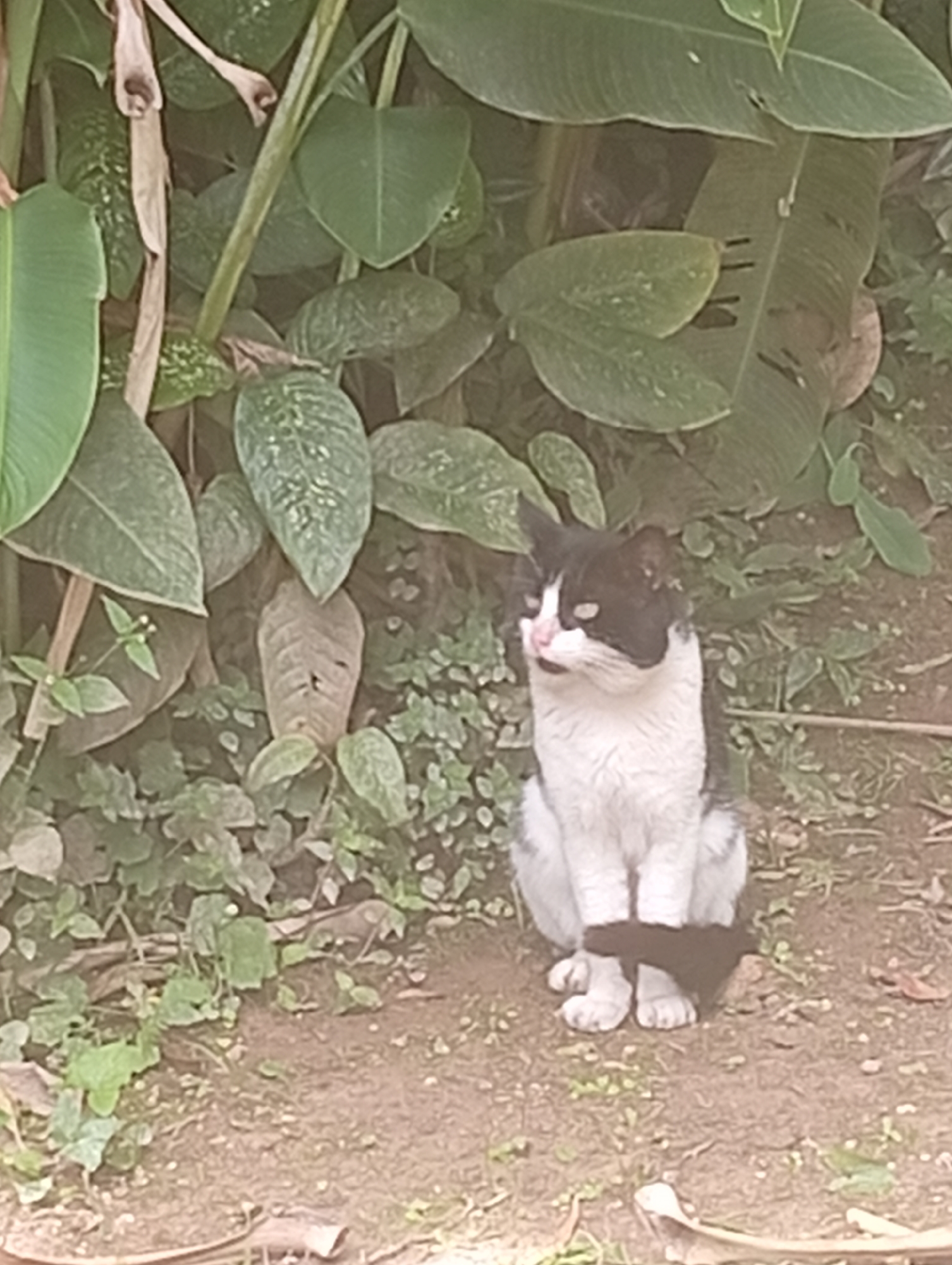 A black and white cat sits on the dirt ground amongst lush green foliage, likely in San Antonio de Los Altos, Venezuela. The cat is facing to the right of the frame, with its body mostly visible. The background is filled with large, broad green leaves and smaller leafy plants, suggesting a natural or garden setting. The ground is composed of dirt and scattered small stones. The lighting appears to be natural daylight.
