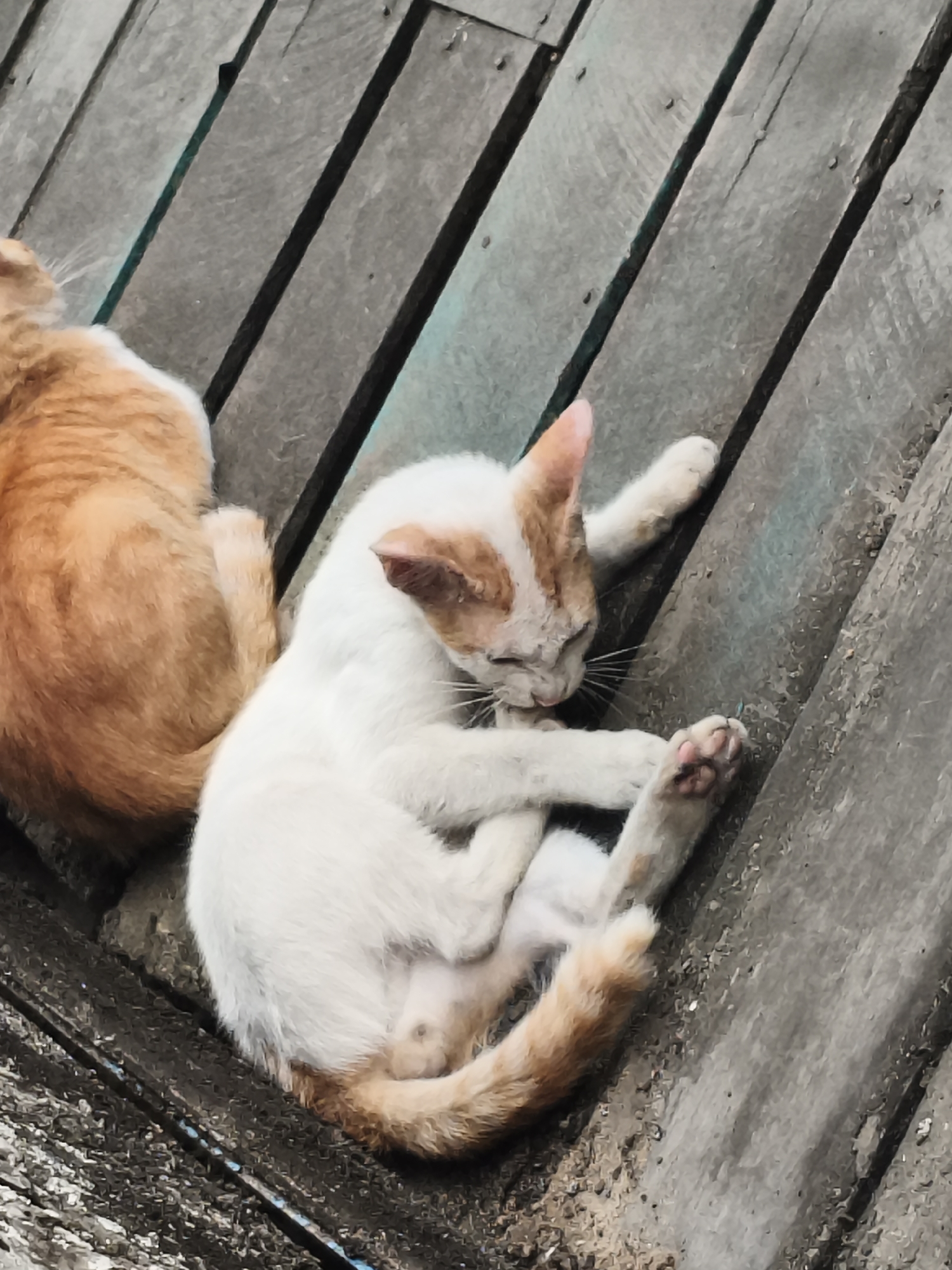 Two cats are resting on a wooden surface. The cat in the foreground is white with orange markings on its head and tail, and it is grooming itself. The cat in the background is an orange tabby. The wooden surface appears to be part of an outdoor structure. The scene is likely located in Samarinda, Indonesia, based on the provided context.
