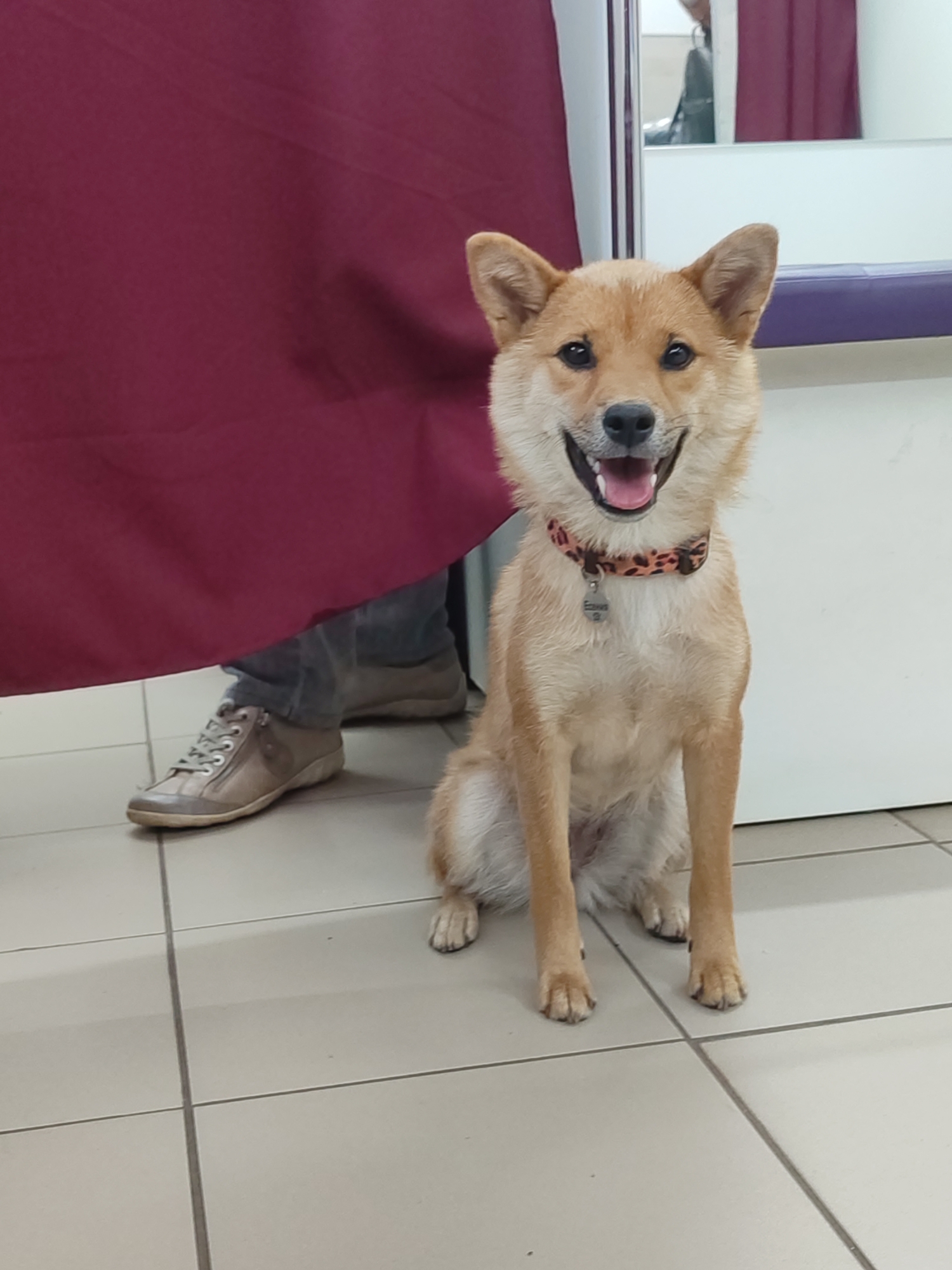 The image depicts a Shiba Inu dog sitting on a tiled floor, looking at the camera with its mouth open in a smile. The dog is wearing a leopard-print collar with a tag. To the left of the dog, a person's legs are visible, wearing jeans and grey sneakers. A maroon curtain hangs on the left side of the frame, partially obscuring the person. In the background, a mirror reflects a portion of the room, showing a person and purple seating. The setting appears to be an indoor facility, possibly a grooming salon or a waiting area, with plain white walls and floor tiles. The overall lighting is bright and even.